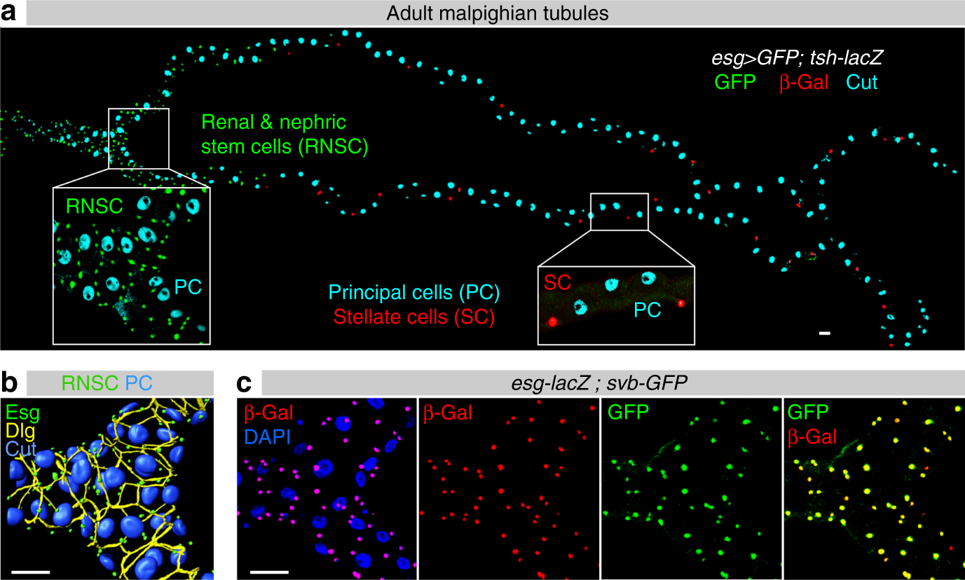 Shavenbaby And Yorkie Mediate Hippo Signaling To Protect - 