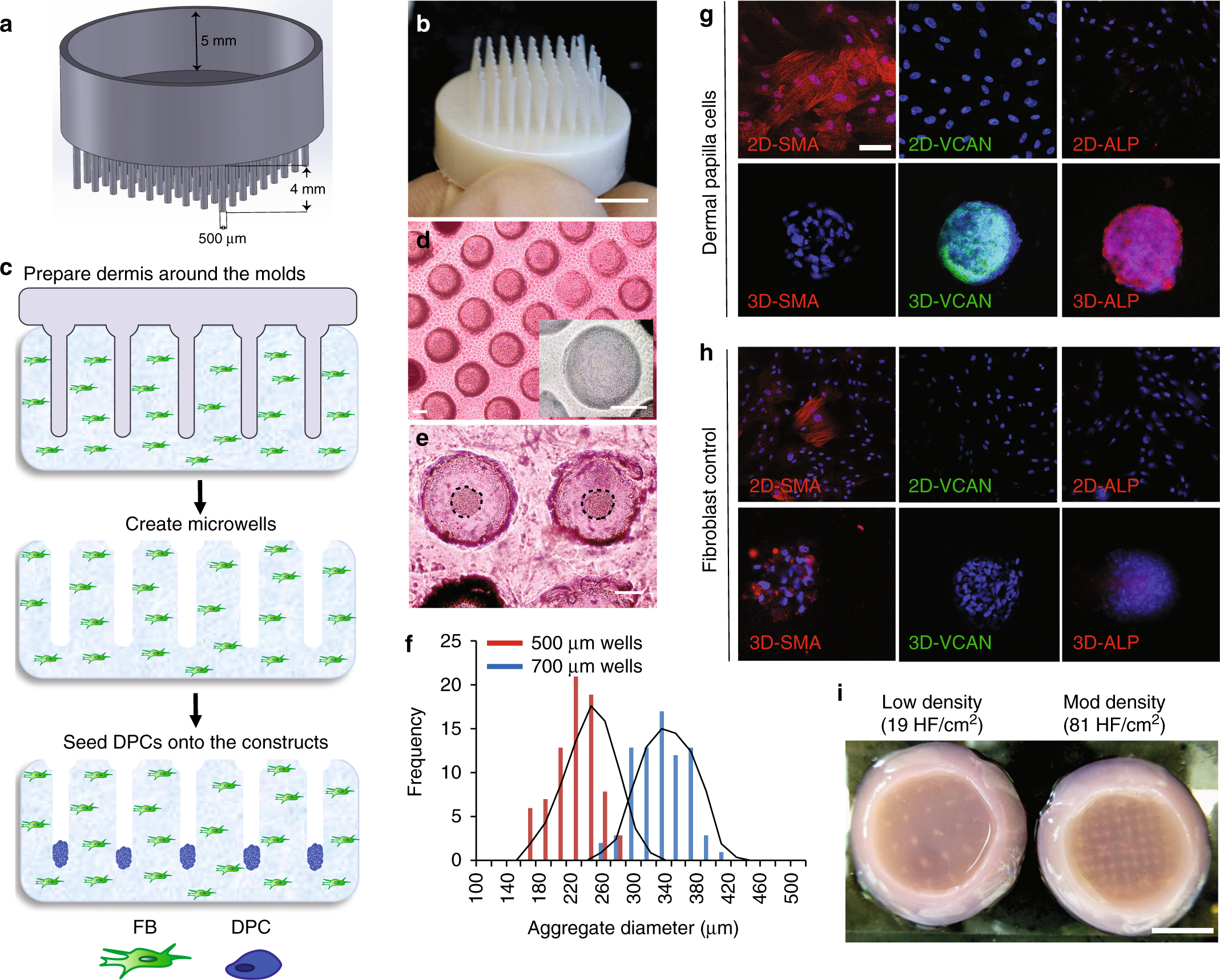 Tissue engineering of human hair follicles using a biomimetic developmental  approach | Nature Communications