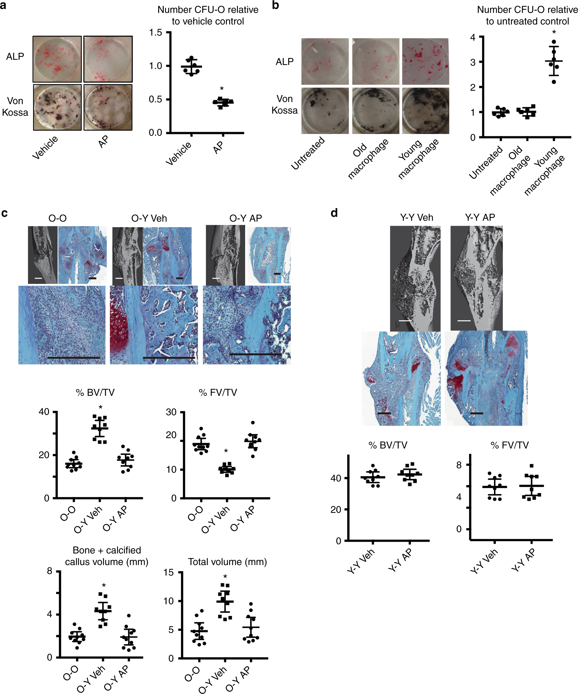 Macrophage Cells Secrete Factors Including Lrp1 That Orchestrate The Rejuvenation Of Bone Repair In Mice Nature Communications