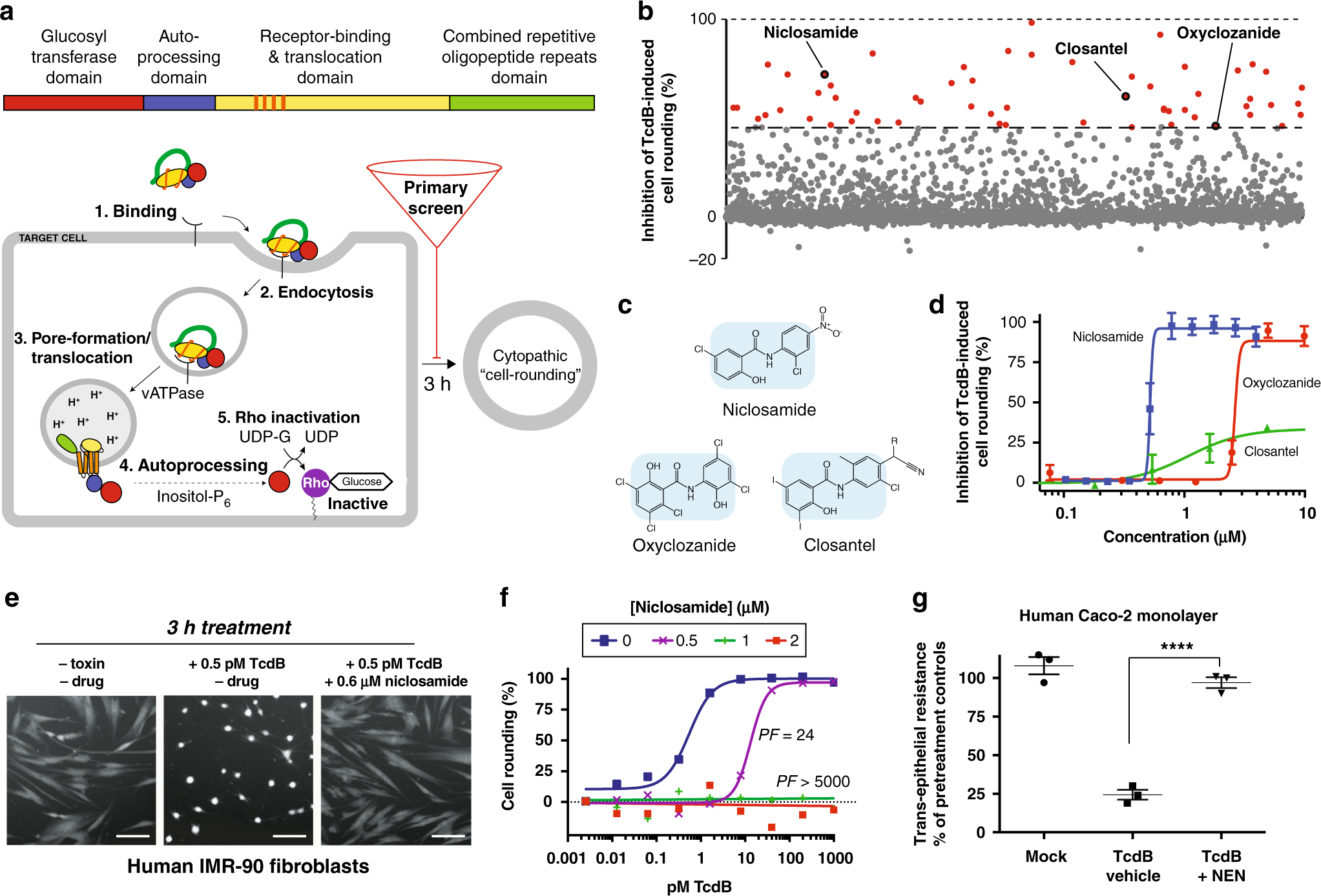 Host Targeted Niclosamide Inhibits C Difficile Virulence And