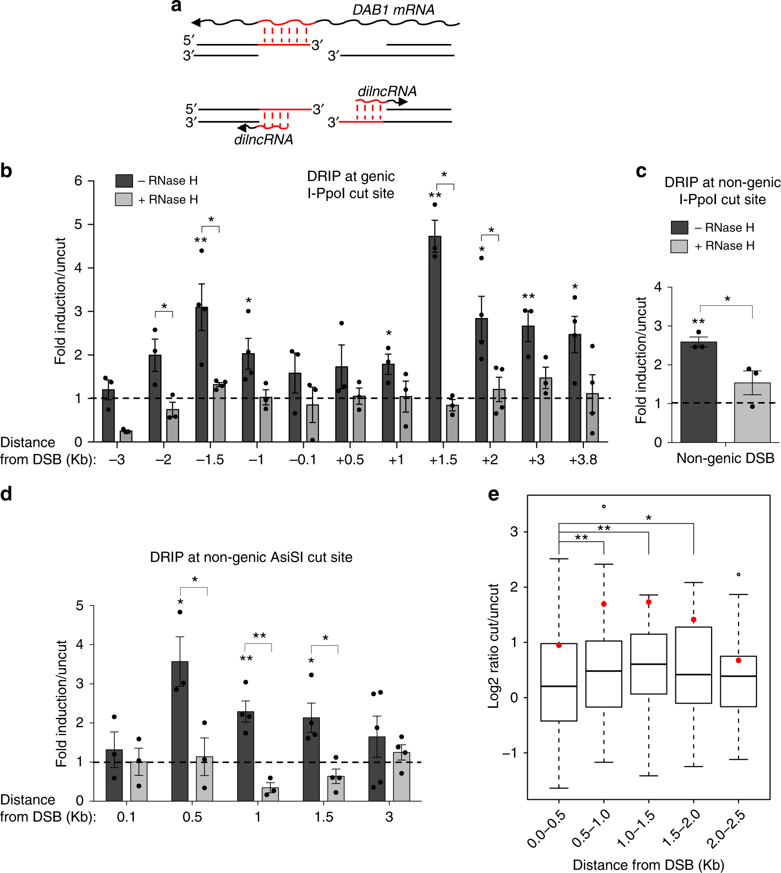 Brca2 Controls Dna Rna Hybrid Level At Dsbs By Mediating Rnase H2