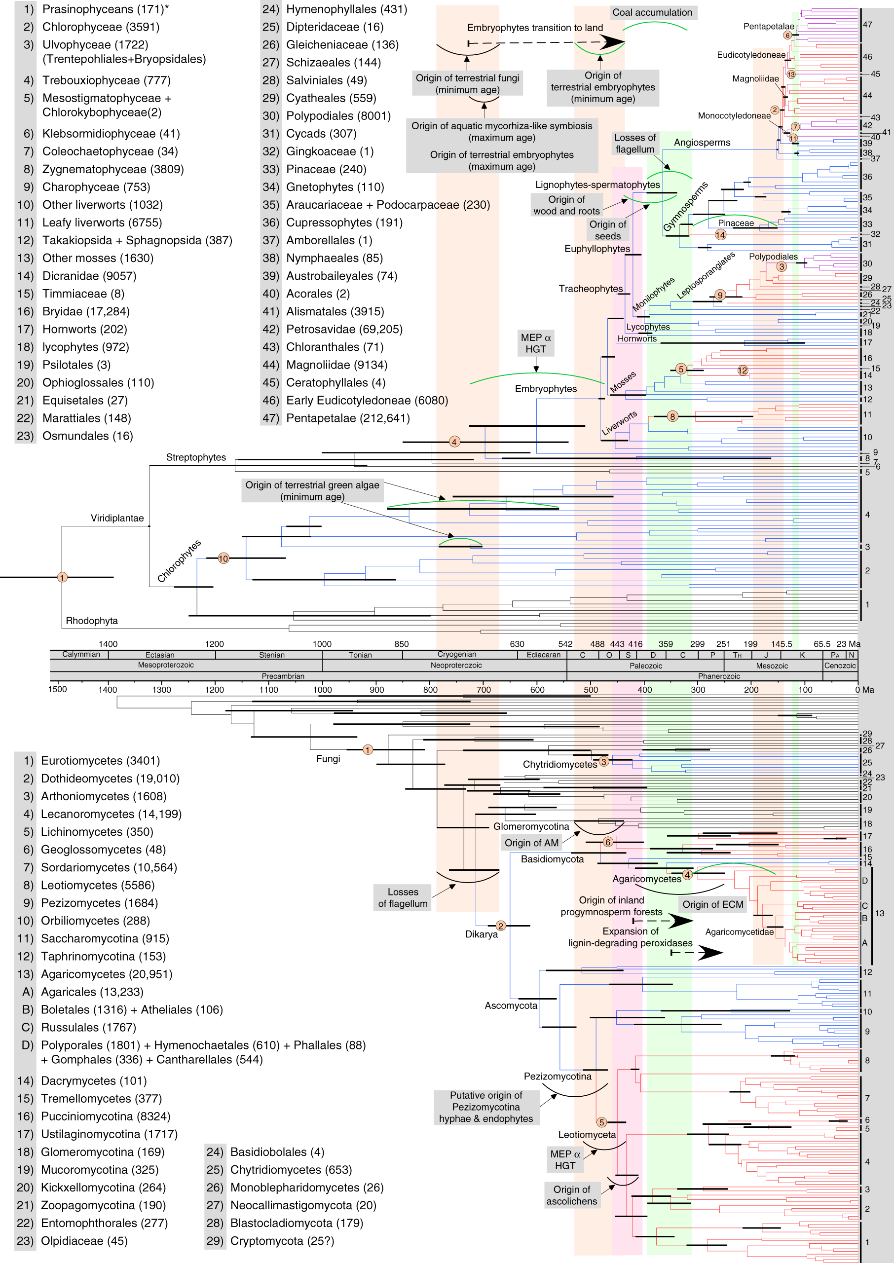 Contemporaneous Radiations Of Fungi And Plants Linked To - 