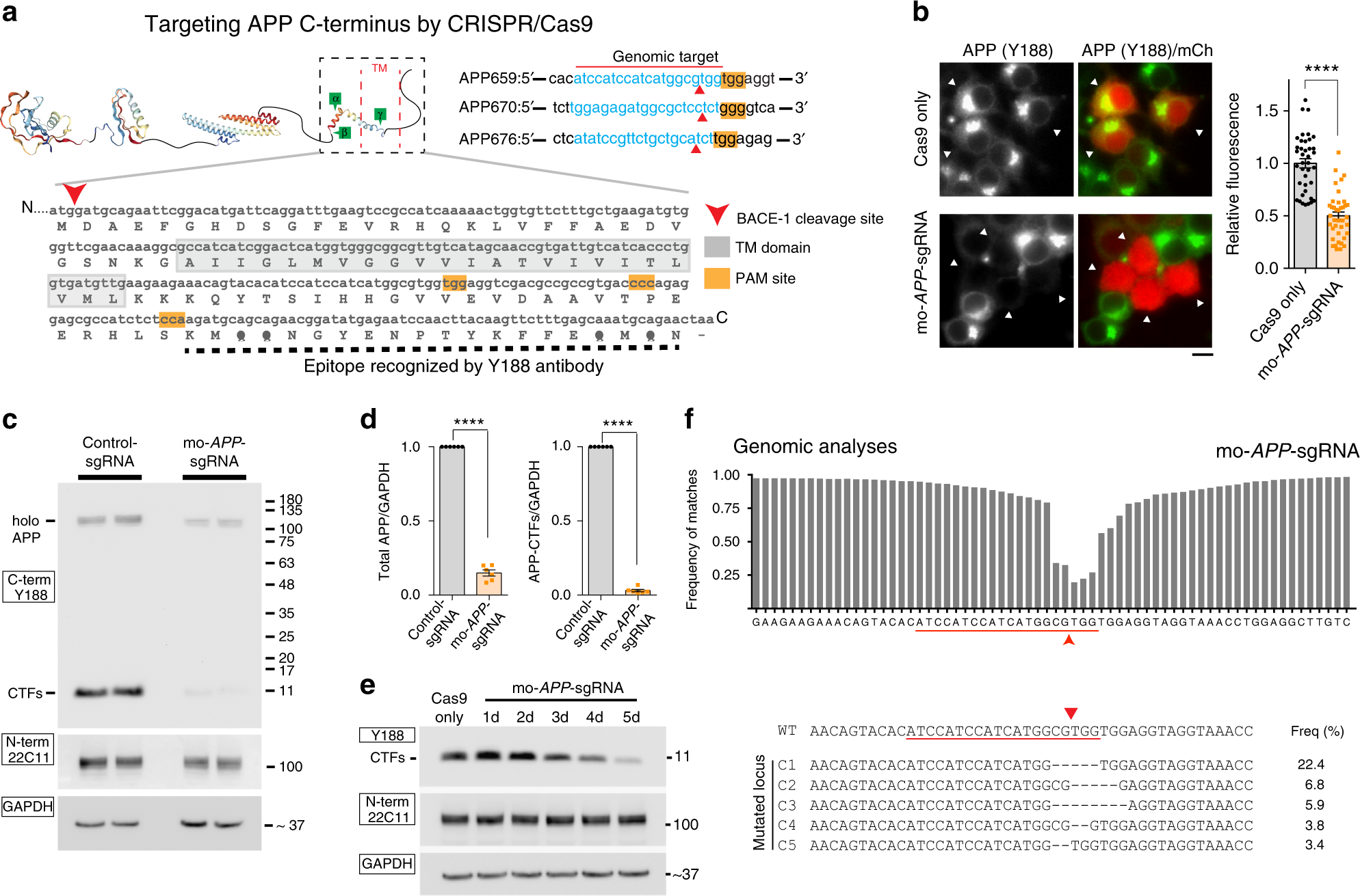 Crispr Cas9 Editing Of App C Terminus Attenuates B Cleavage And Promotes A Cleavage Nature Communications