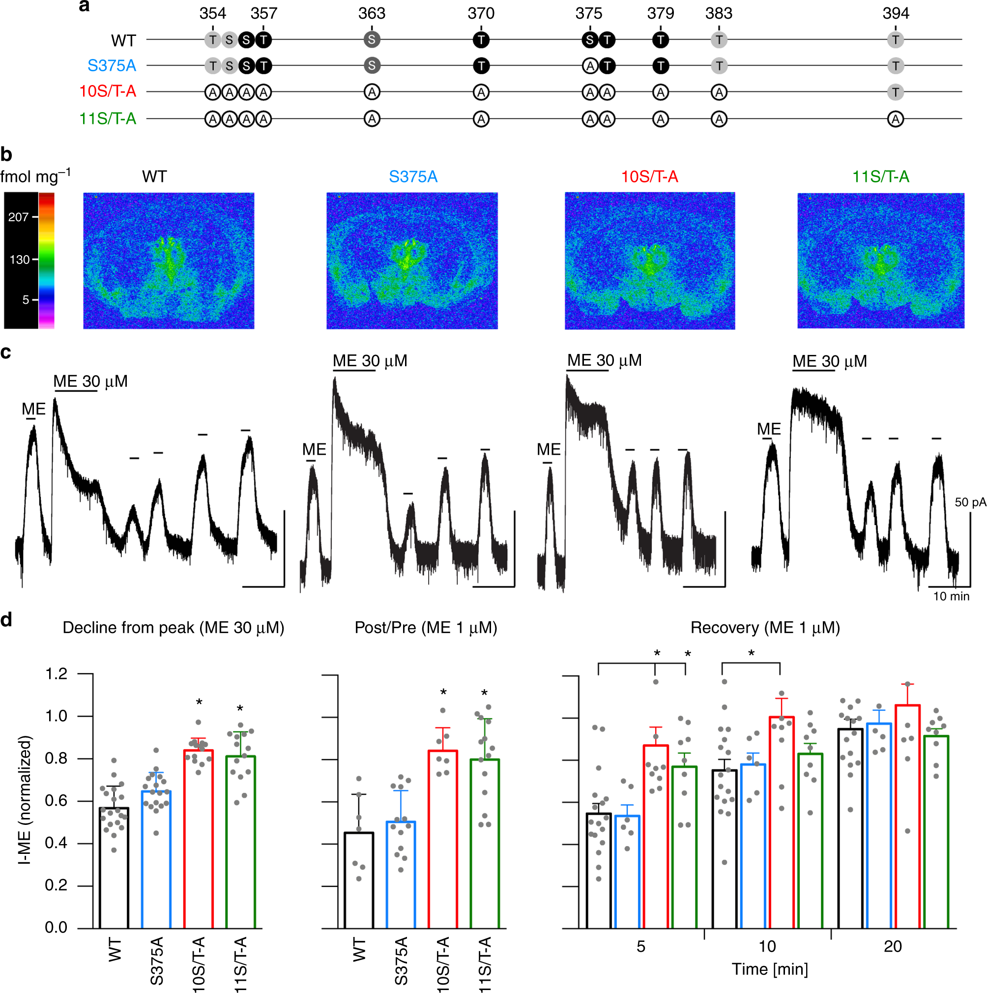 Phosphorylation Deficient G Protein Biased M Opioid Receptors Improve Analgesia And Diminish Tolerance But Worsen Opioid Side Effects Nature Communications