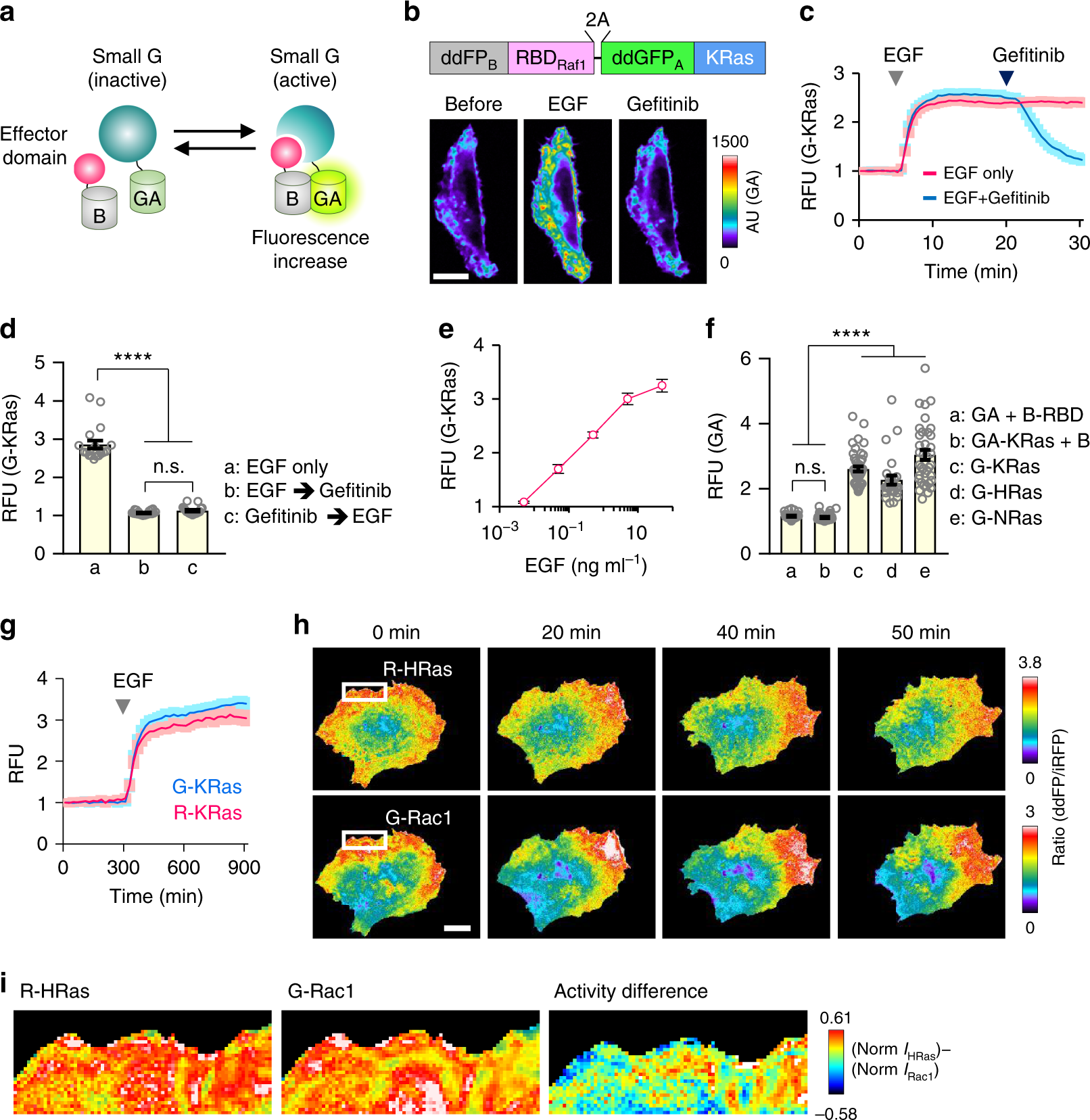 Intensiometric Biosensors Visualize The Activity Of Multiple Small Intensiometric Biosensors Visualize The Activity Of Multiple Small Gtpases In Vivo Nature Communications