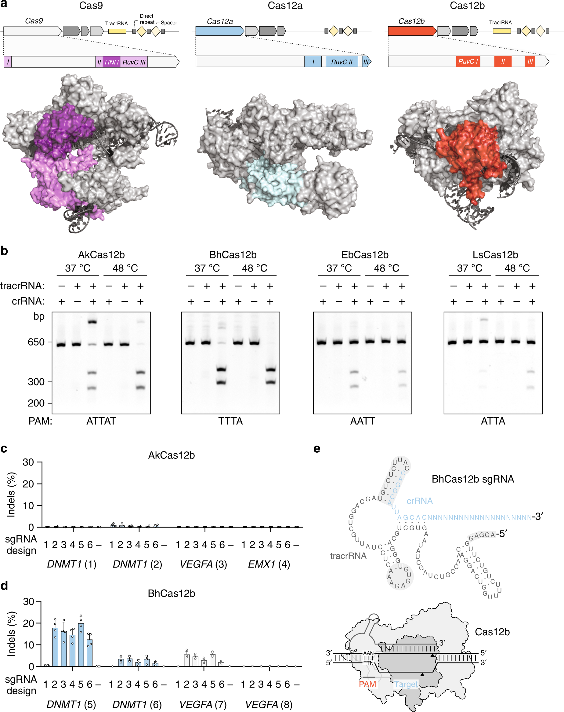 Engineering Of Crispr Cas12b For Human Genome Editing Nature Communications