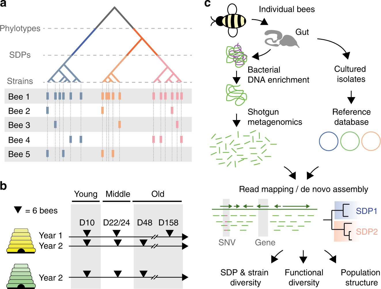 Genomic Diversity Landscape Of The Honey Bee Gut Microbiota Nature Communications Genomic Diversity Landscape Of The Honey Bee Gut Microbiota Nature Communications