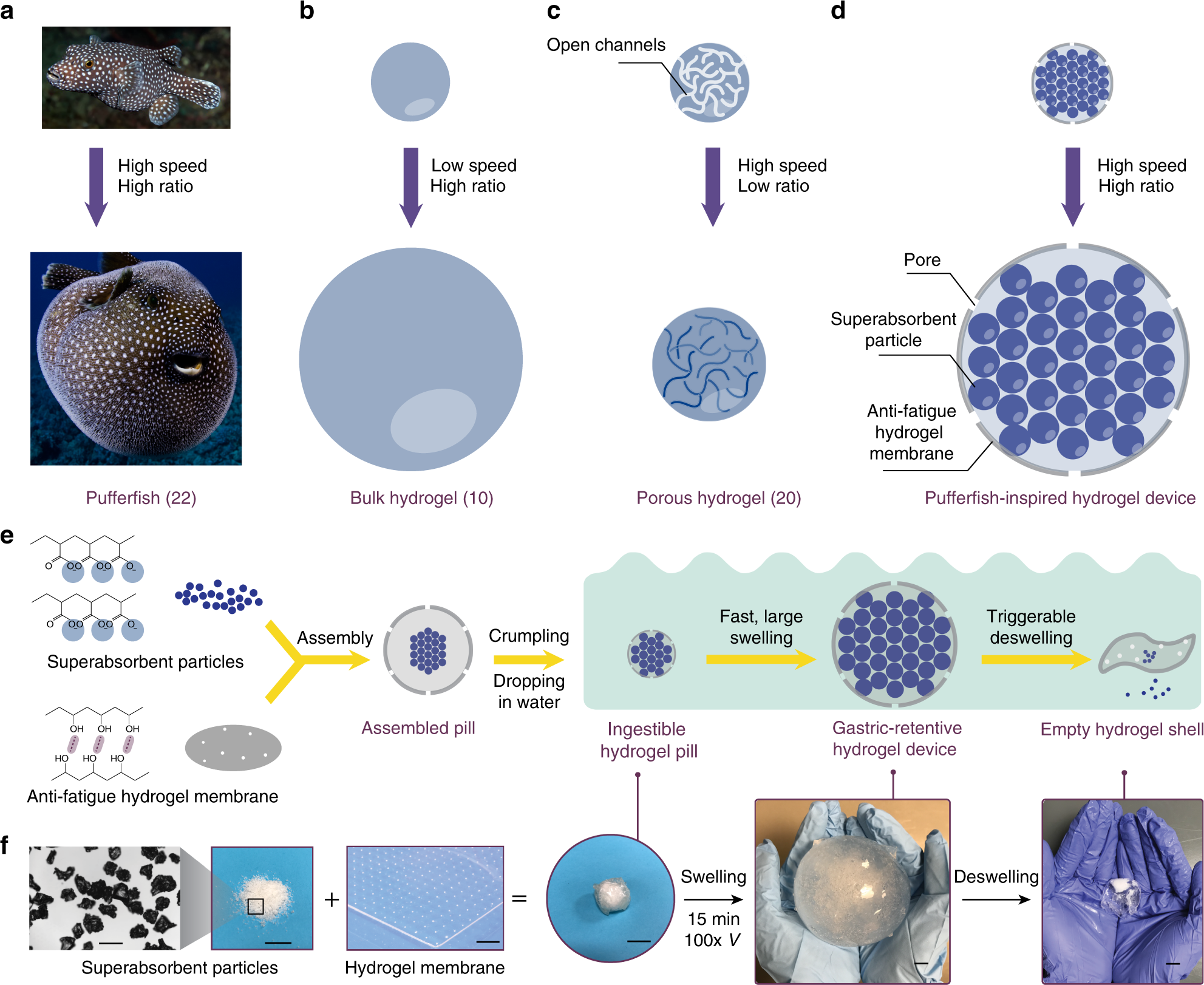 Ingestible hydrogel device | Nature Communications
