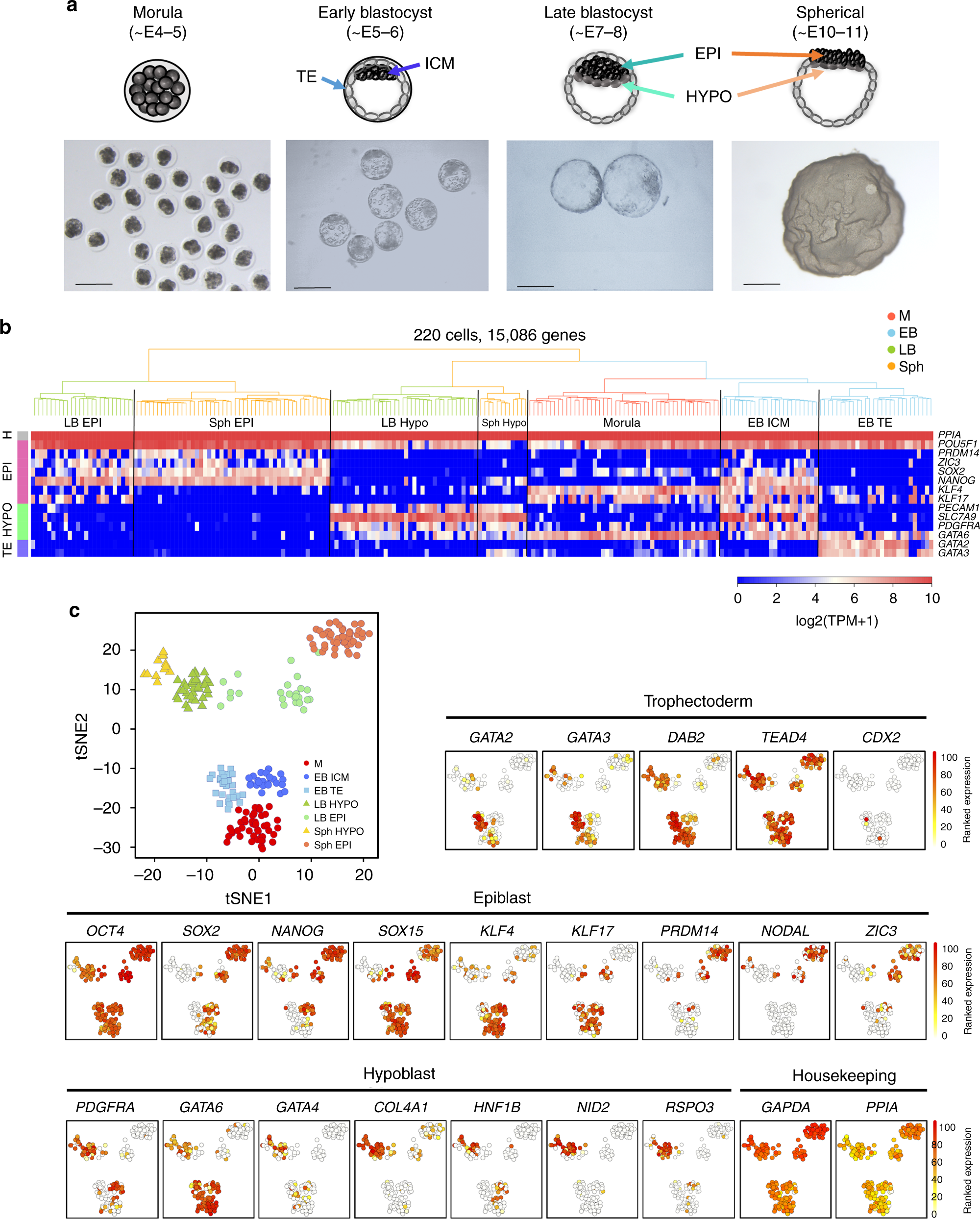 Pluripotency and X chromosome dynamics revealed in pig pre-gastrulating  embryos by single cell analysis | Nature Communications