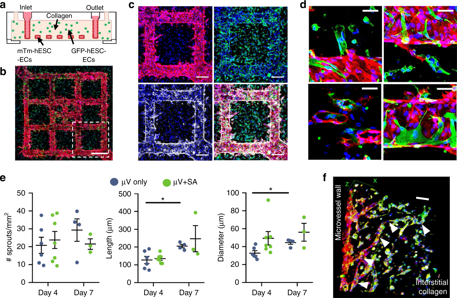 Patterned Human Microvascular Grafts Enable Rapid Vascularization