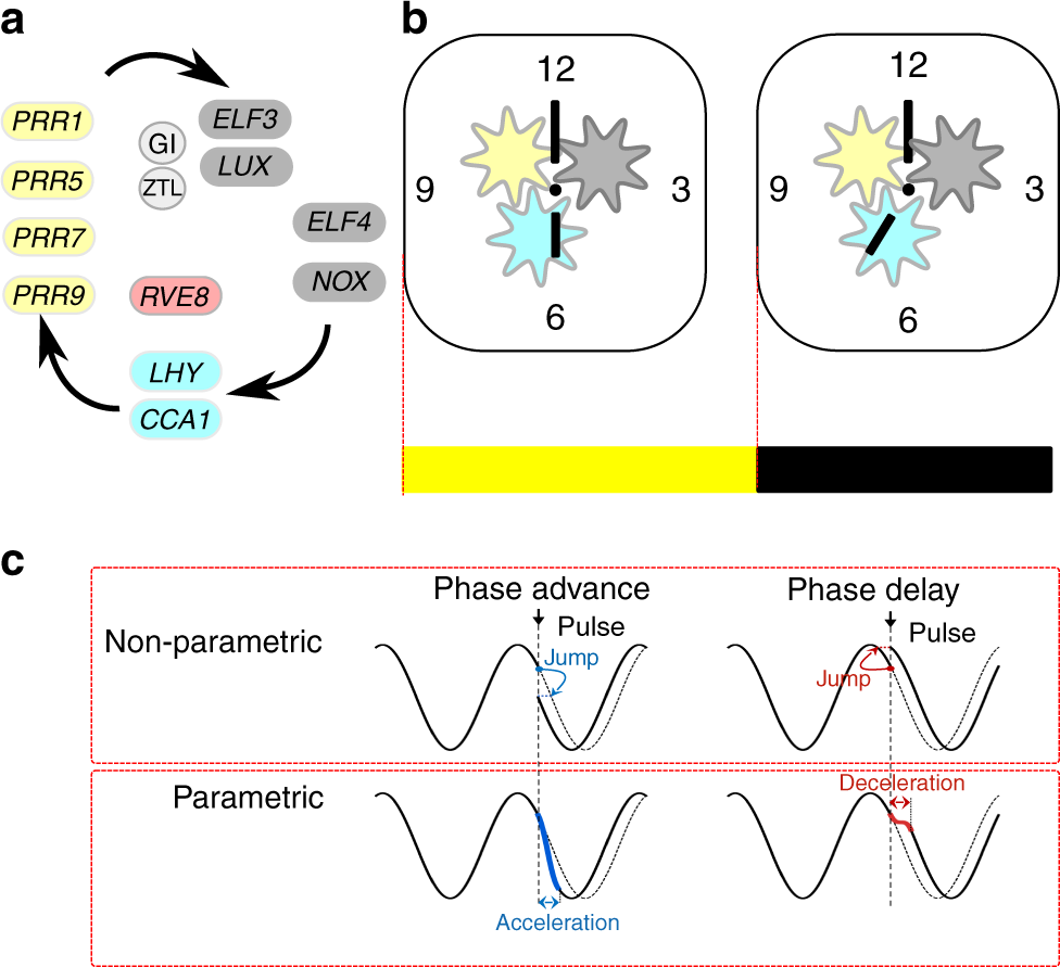 Continuous Dynamic Adjustment Of The Plant Circadian Oscillator