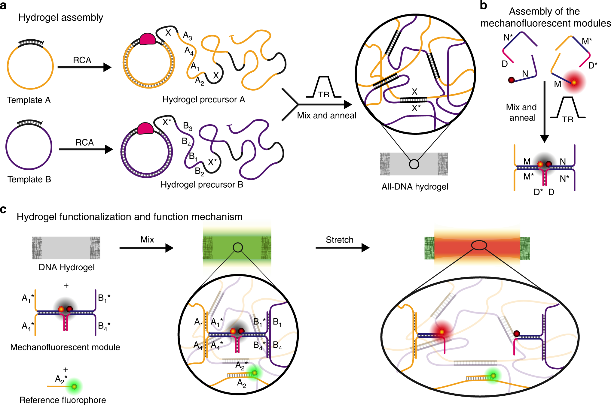 Modular Design Of Programmable Mechanofluorescent Dna