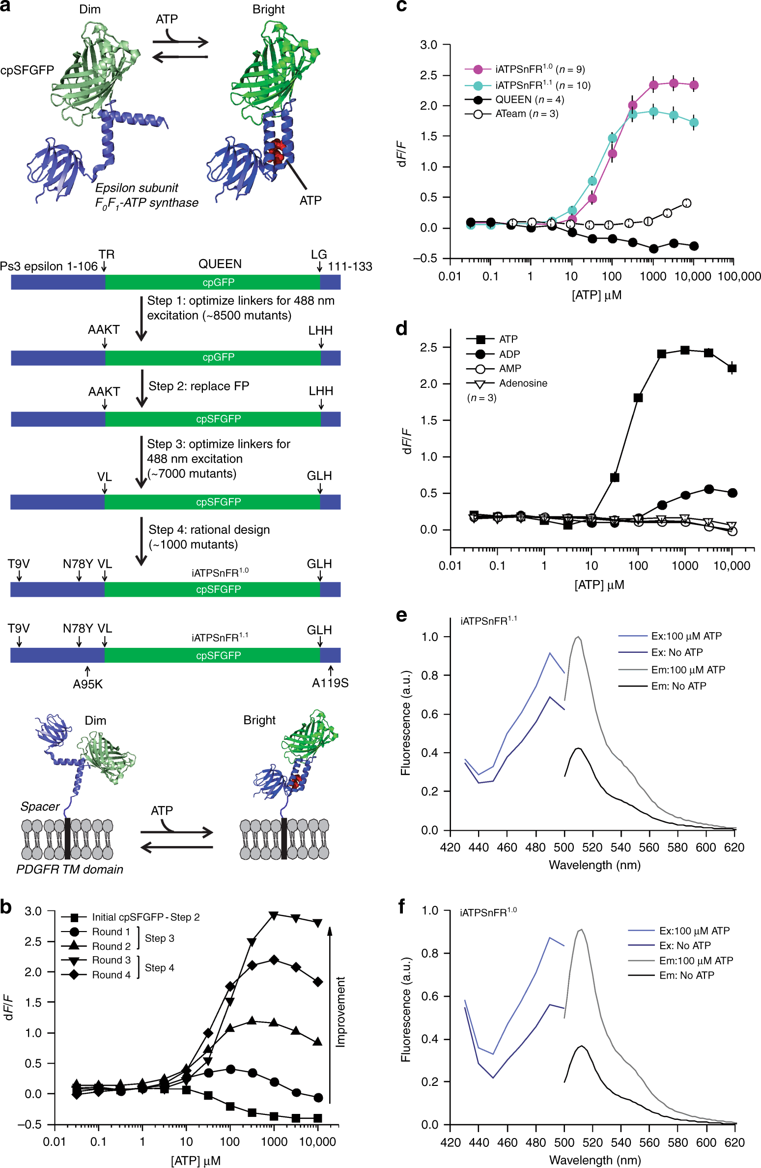 A Genetically Encoded Single Wavelength Sensor For Imaging Cytosolic And Cell Surface Atp Nature Communications