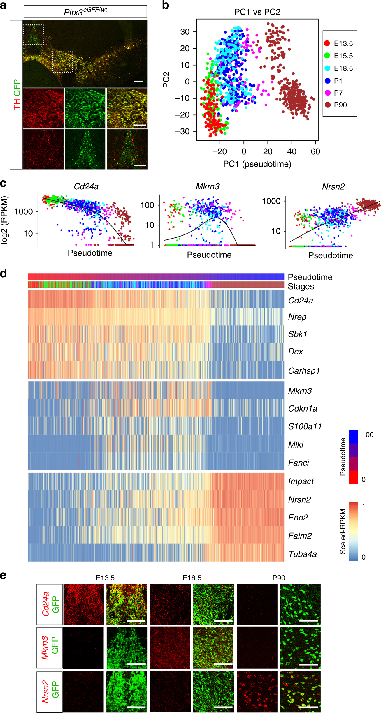 Neuronal Barcodes Shape Complex Networks In The Brain >> Single Cell Rna Sequencing Reveals Midbrain Dopamine Neuron Neuronal Barcodes Shape Complex Networks In The Brain >> Single Cell Rna Sequencing Reveals Midbrain Dopamine Neuron
