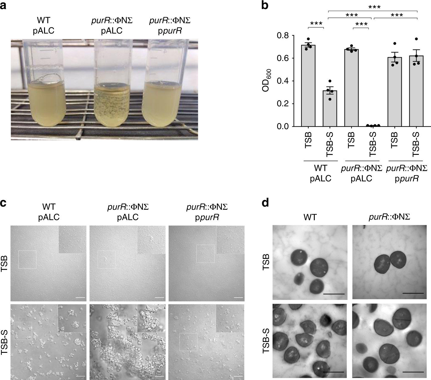 Staphylococcus aureus — GRAM Project