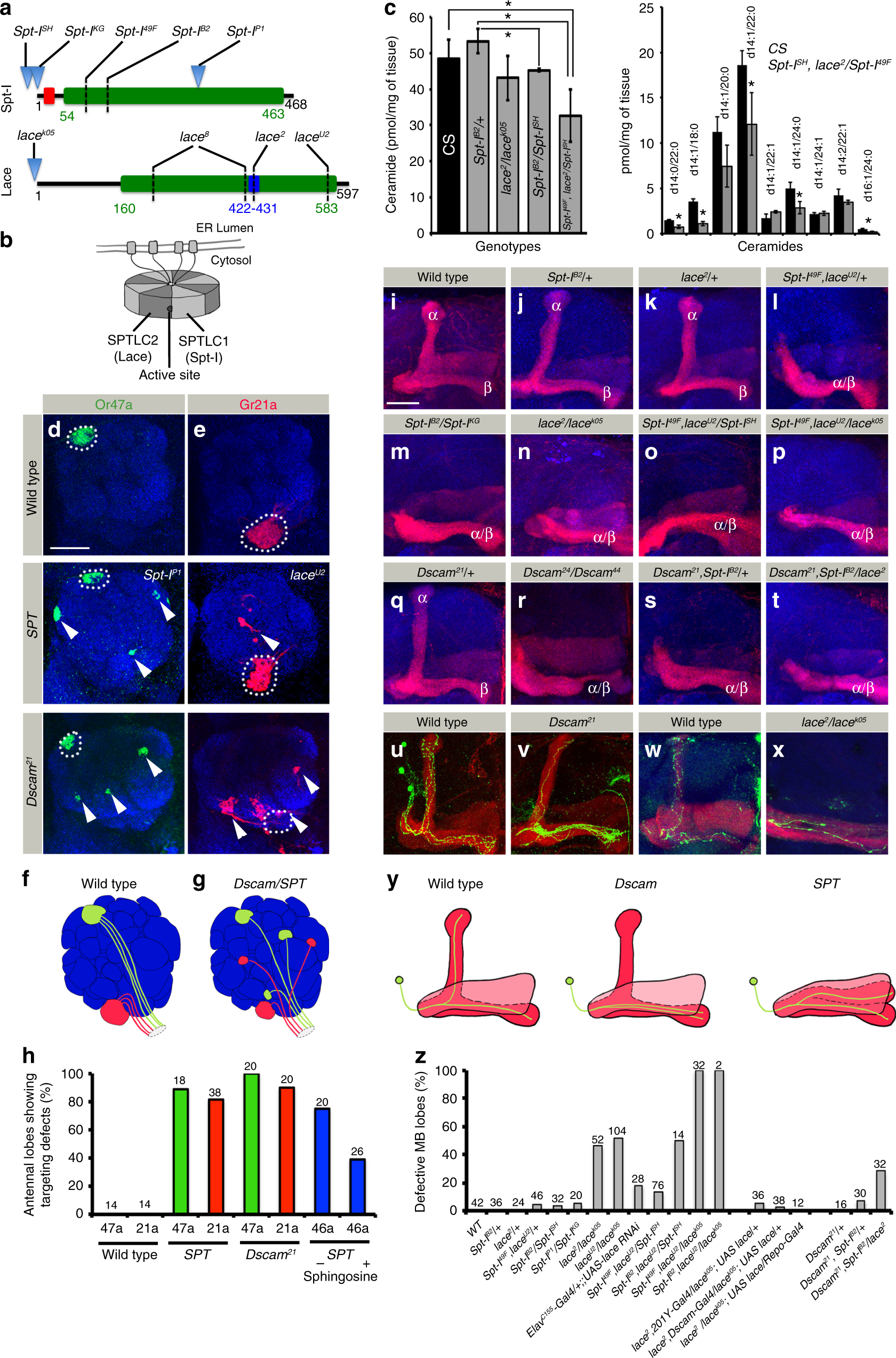 The Toxic Mix Of Segregation And >> Sphingolipid Dependent Dscam Sorting Regulates Axon Segregation The Toxic Mix Of Segregation And >> Sphingolipid Dependent Dscam Sorting Regulates Axon Segregation