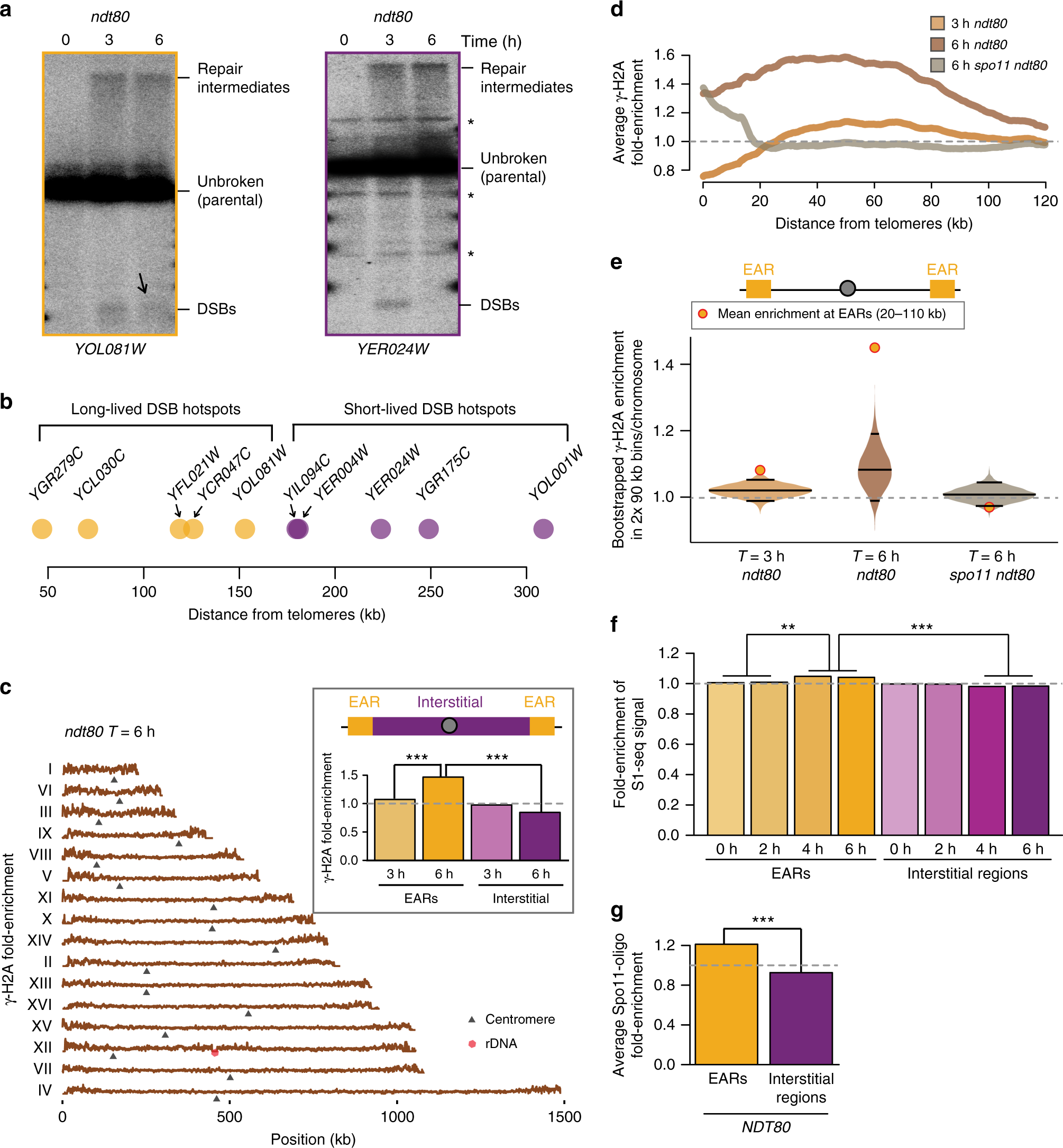 Persistent Dna Break Potential Near Telomeres Increases Initiation Persistent Dna Break Potential Near Telomeres Increases Initiation Of Meiotic Recombination On Short Chromosomes Nature Communications