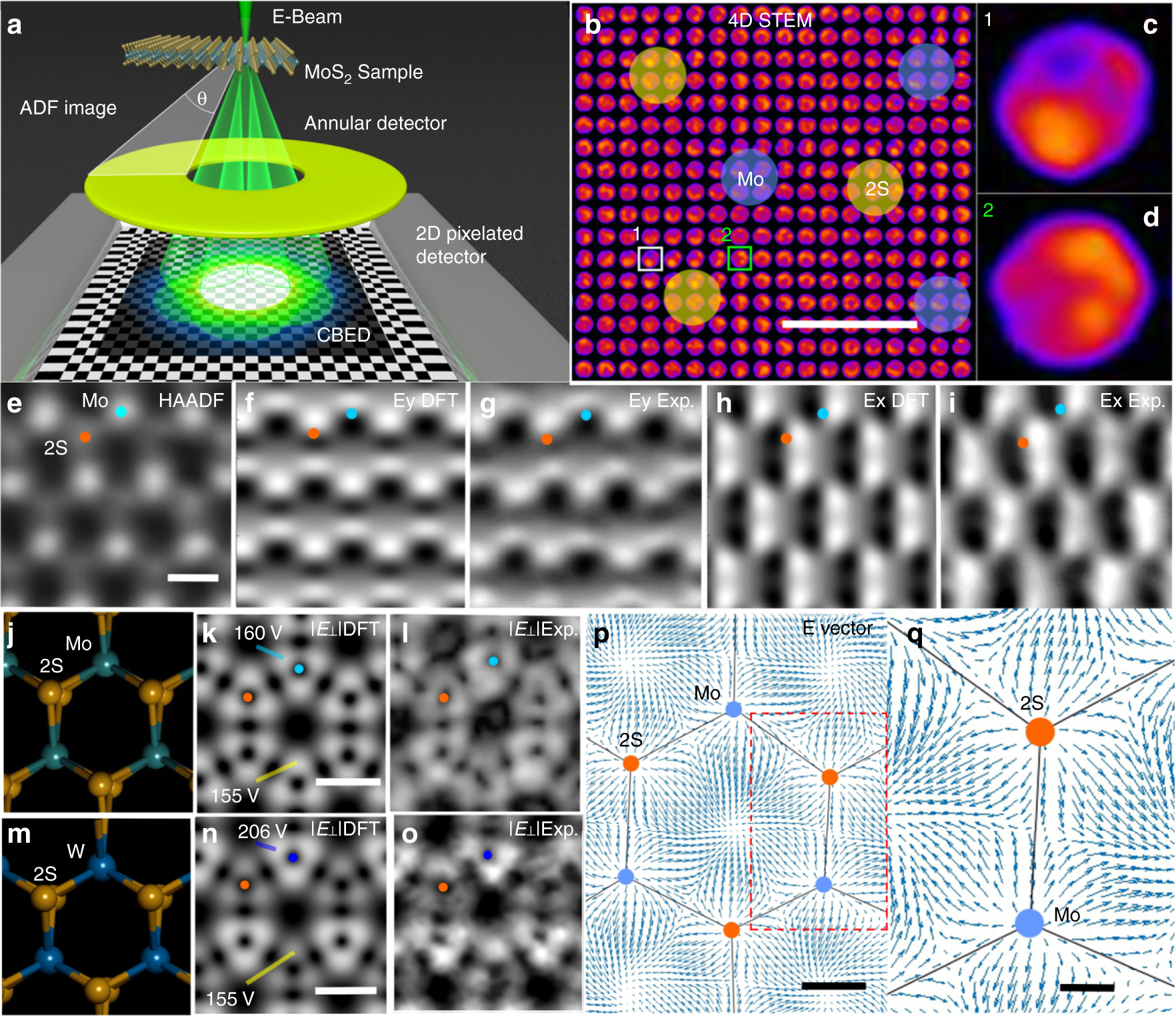 Atomic electrostatic maps of 1D channels in 2D semiconductors using 4D  scanning transmission electron microscopy | Nature Communications