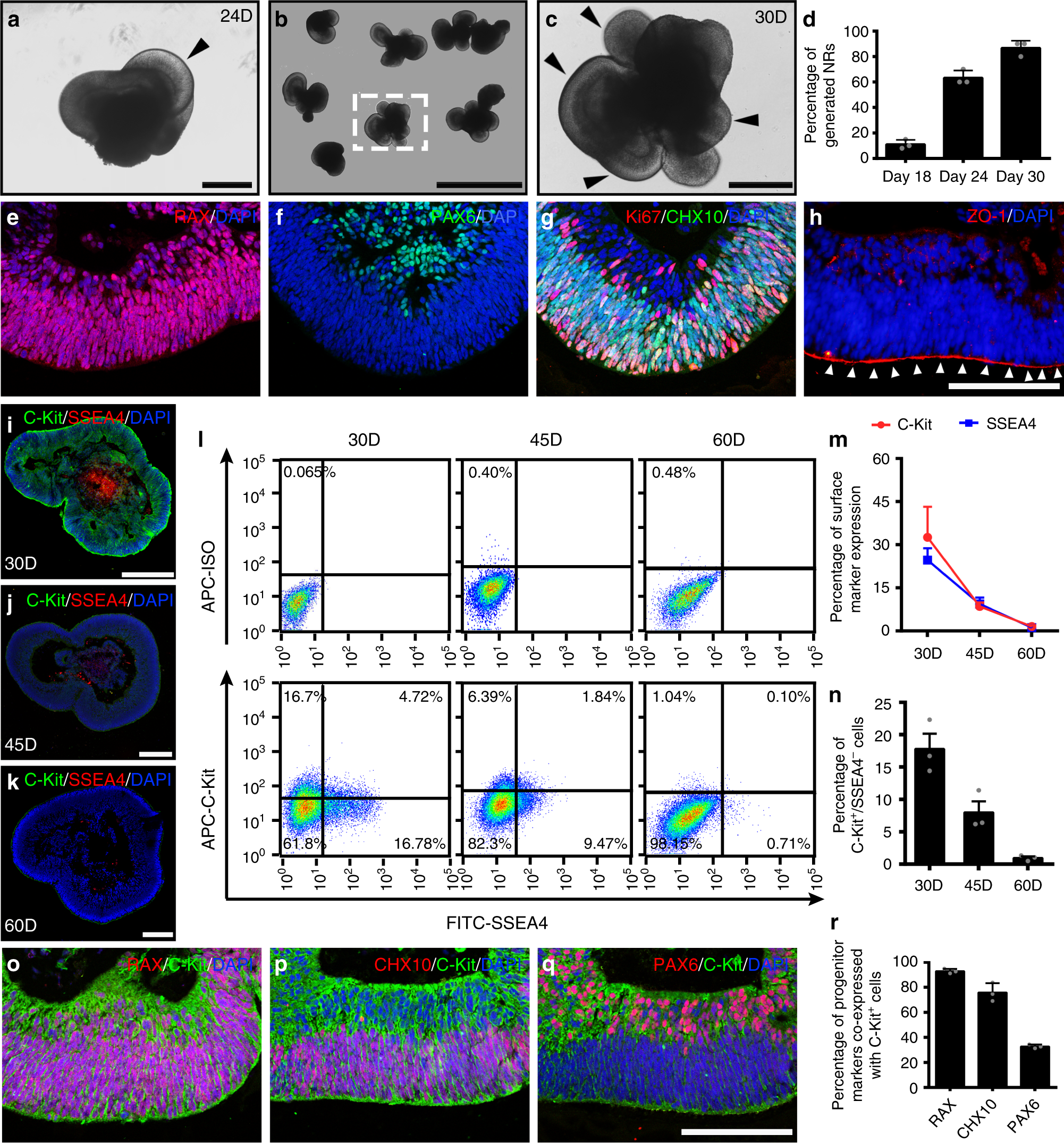 Neurotoxicity Predicted By Organoids >> Organoid Derived C Kit Ssea4 Human Retinal Progenitor Neurotoxicity Predicted By Organoids >> Organoid Derived C Kit Ssea4 Human Retinal Progenitor