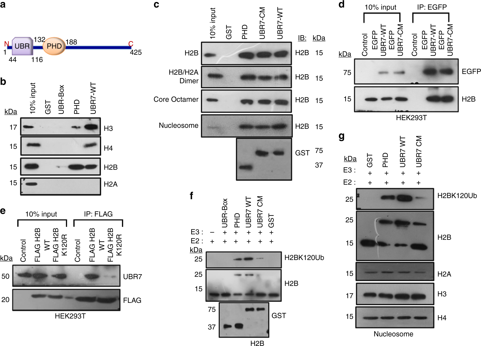 Atypical plant homeodomain of UBR7 functions as an H2BK120Ub ligase and  breast tumor suppressor | Nature Communications