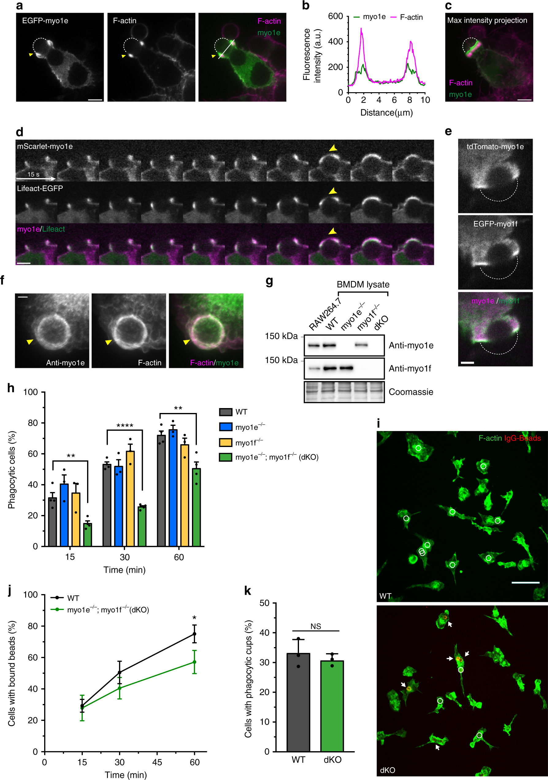 Membrane-cytoskeletal crosstalk mediated by myosin-I regulates adhesion  turnover during phagocytosis | Nature Communications