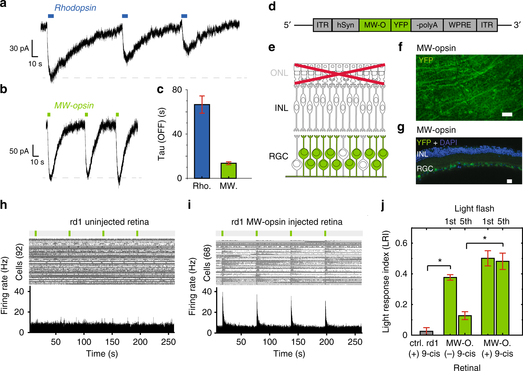 Restoration Of High Sensitivity And Adapting Vision With A Cone Opsin Nature Communications Restoration Of High Sensitivity And Adapting Vision With A Cone Opsin Nature Communications