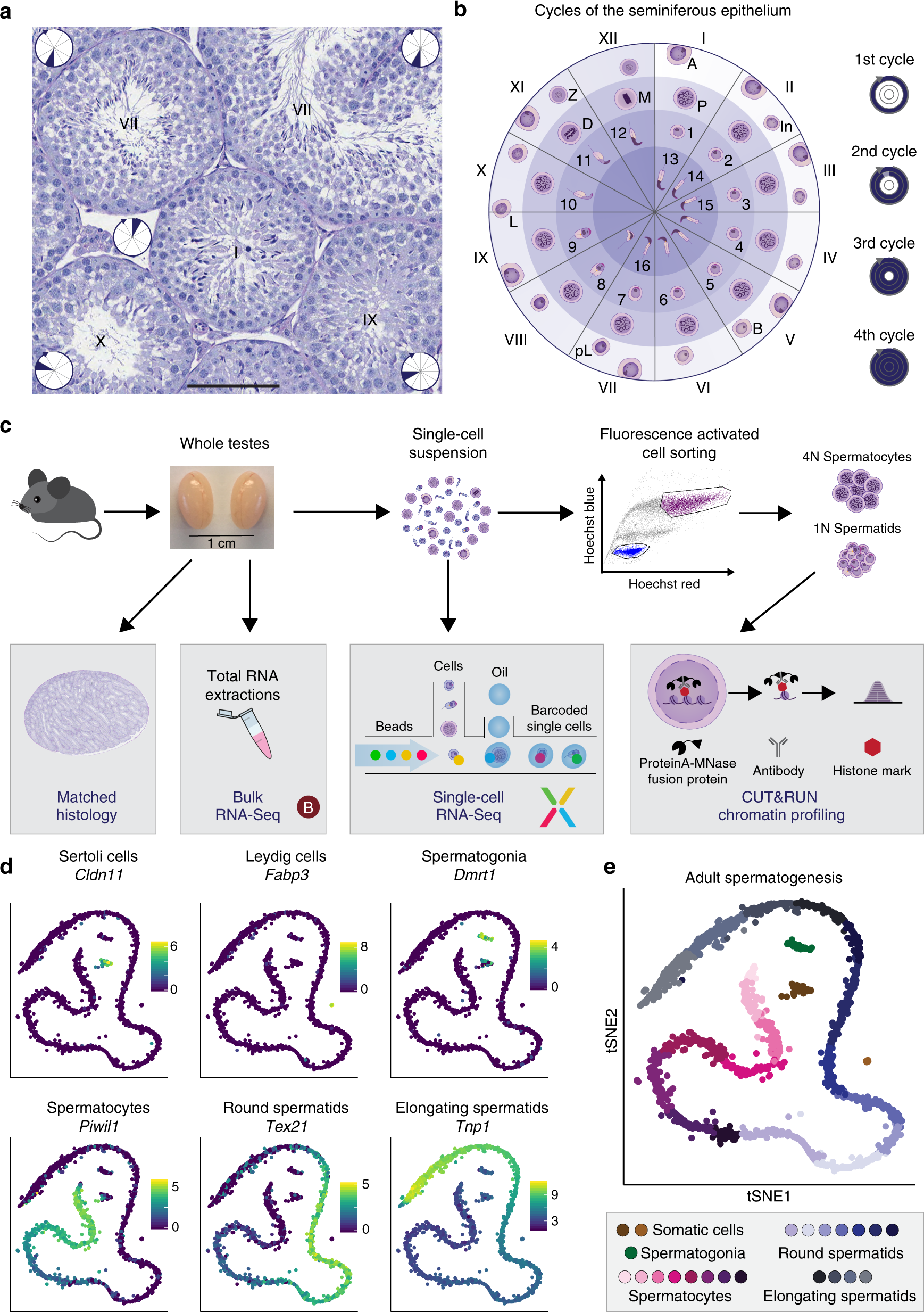 Staged developmental mapping and X chromosome transcriptional dynamics  during mouse spermatogenesis | Nature Communications