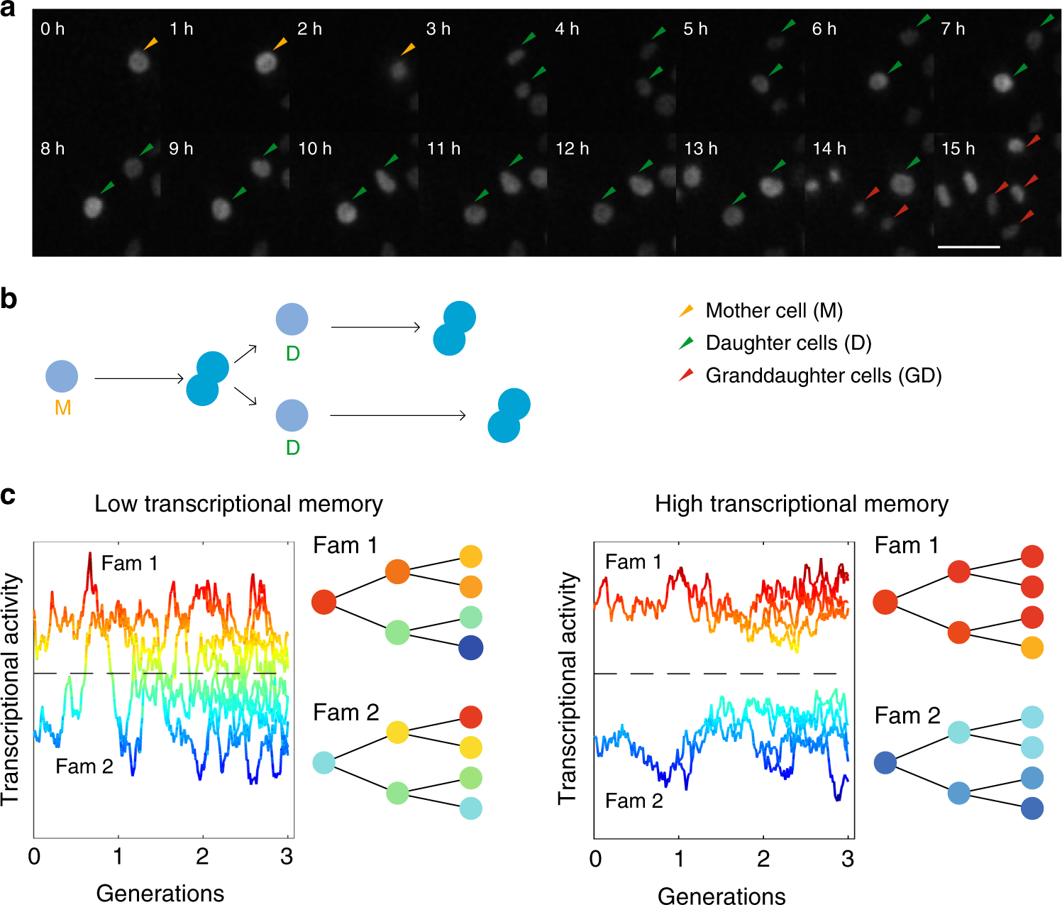 Memory And Ness Of Transcriptional Activity In