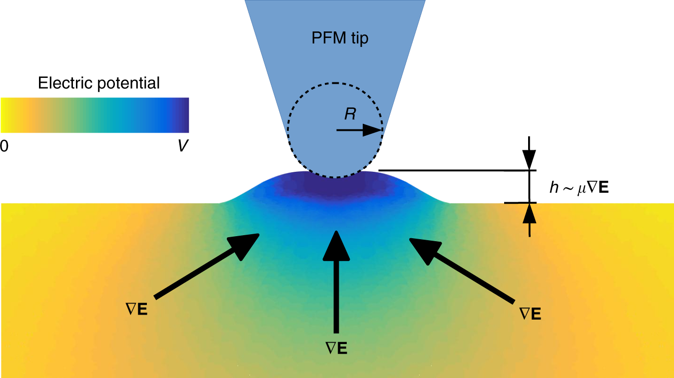 Converse flexoelectricity yields large piezoresponse force microscopy  signals in non-piezoelectric materials | Nature Communications