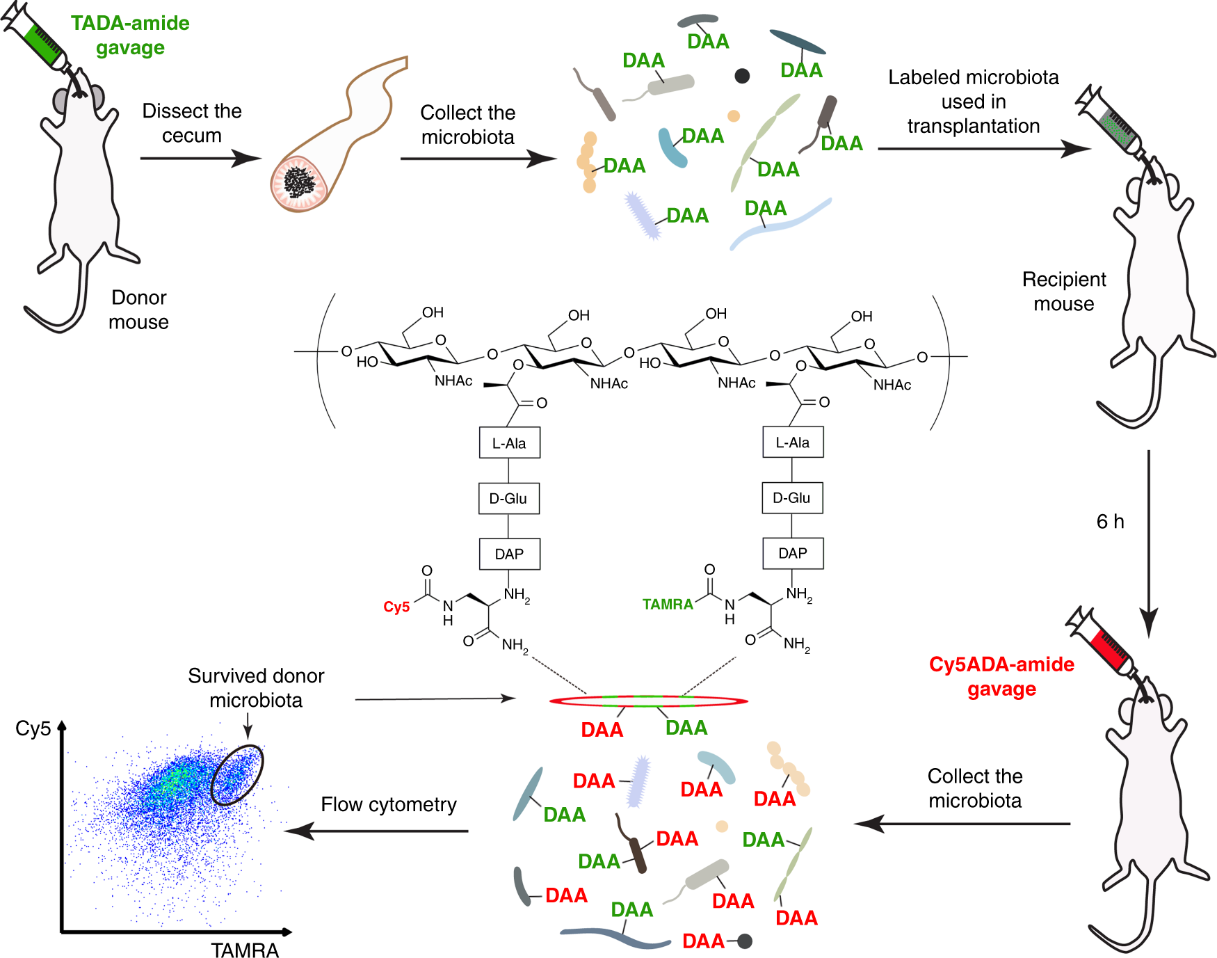 Microbial Transplant May Treat Gut >> Assessing The Viability Of Transplanted Gut Microbiota By Sequential Microbial Transplant May Treat Gut >> Assessing The Viability Of Transplanted Gut Microbiota By Sequential