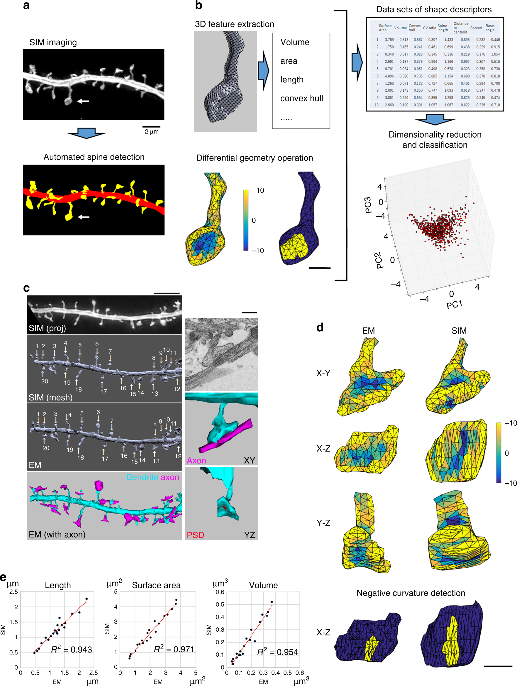 Computational Geometry Analysis Of Dendritic Spines By Structured