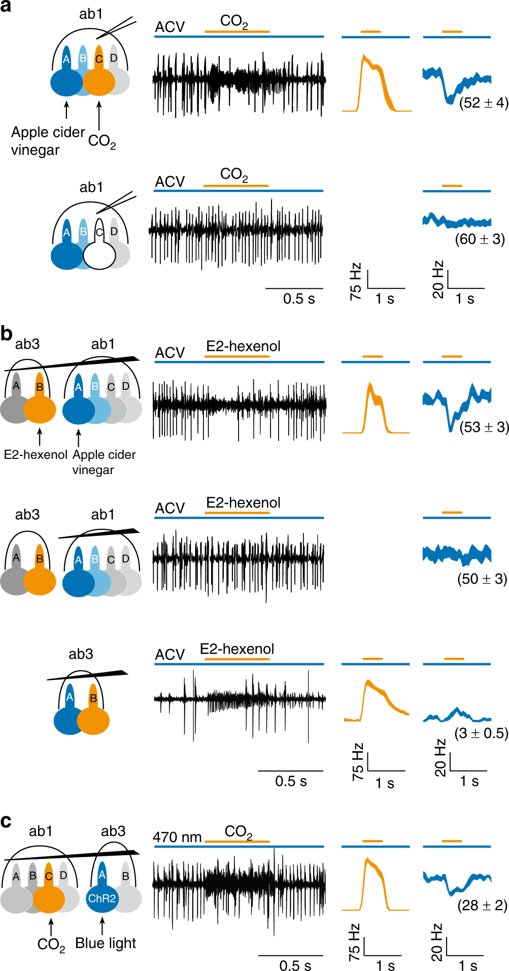 Ephaptic Interactions in the Mammalian Olfactory System