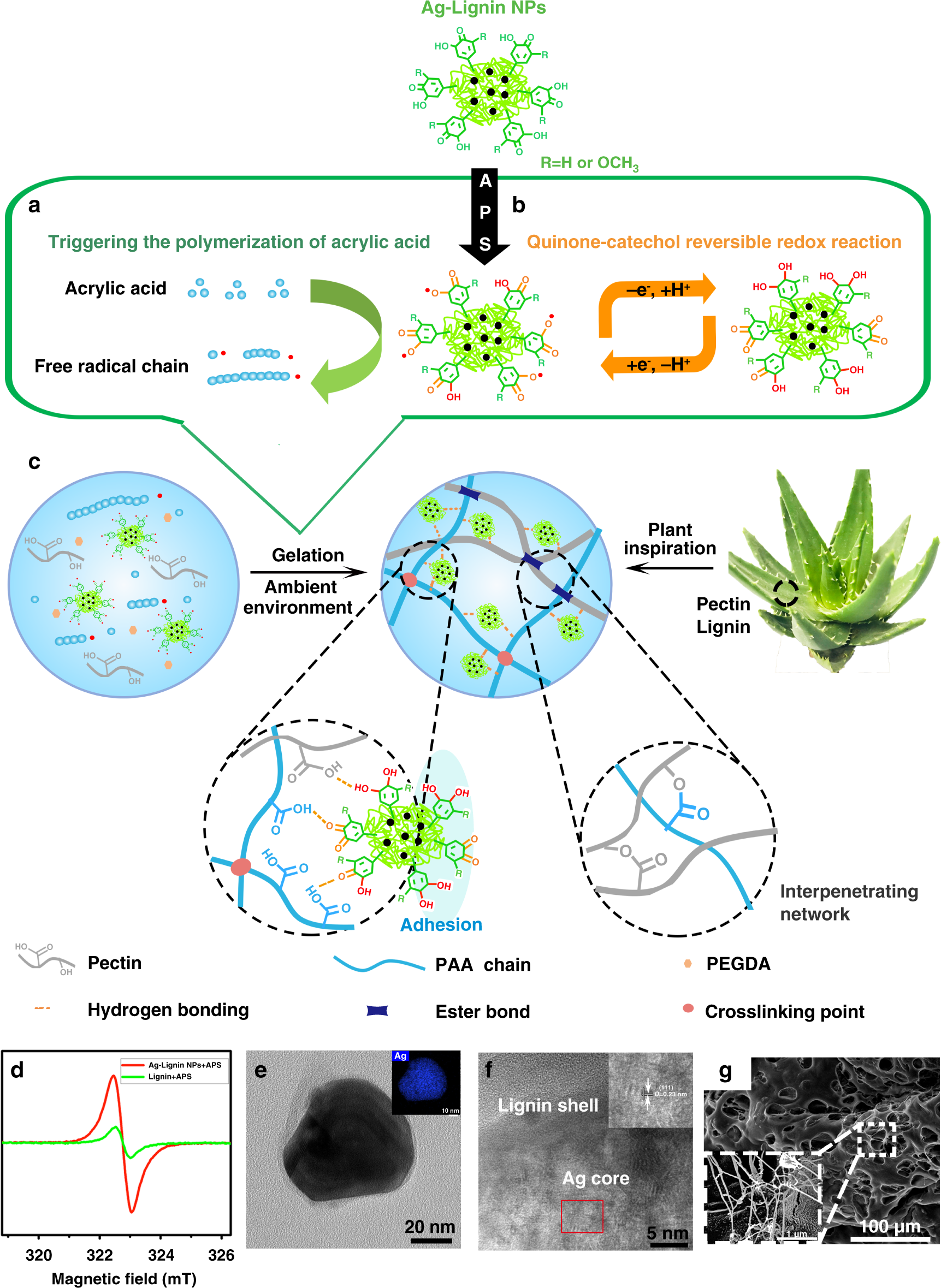 Mussel-Inspired Multifunctional Hydrogel Coating for Prevention of