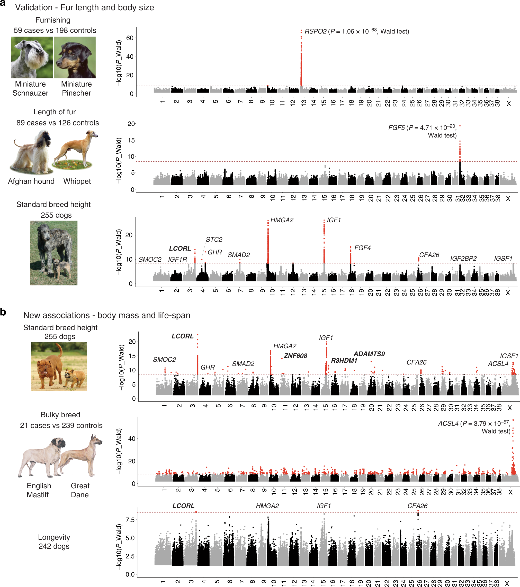 Whole Genome Sequencing Of Canids Reveals Genomic Regions Under