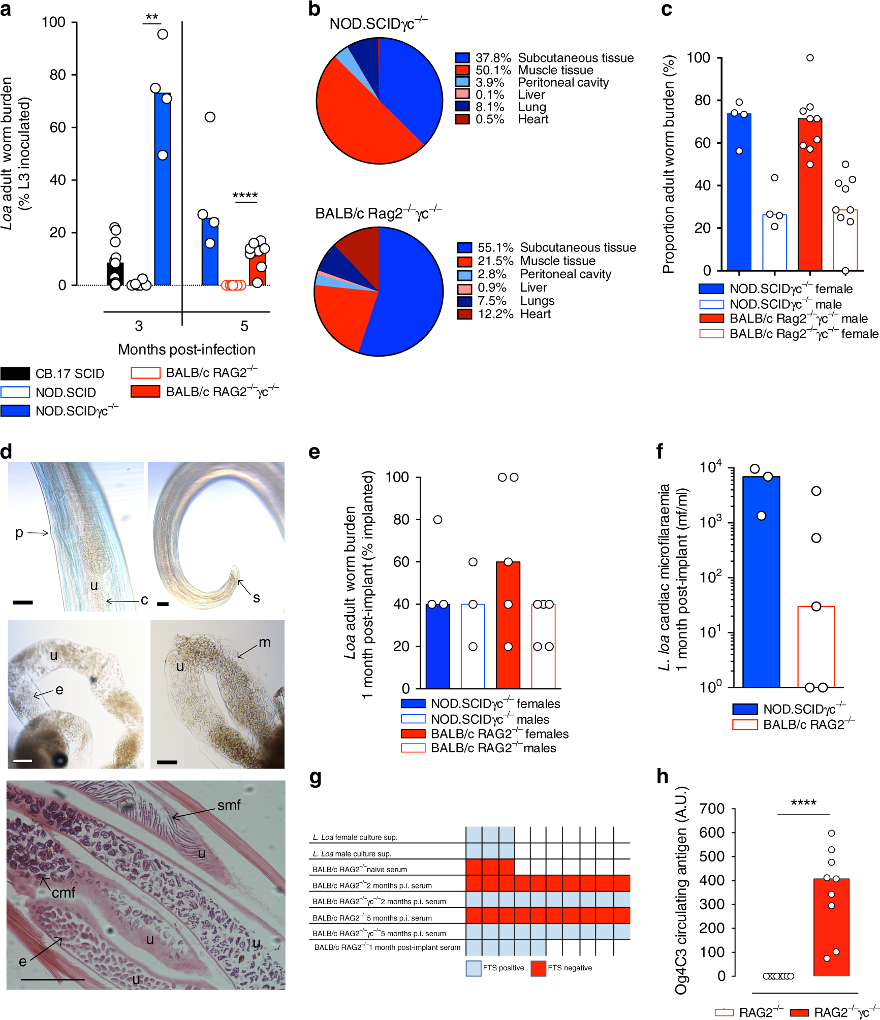 Mouse Model Yields Possible Treatment >> Mouse Models Of Loa Loa Nature Communications Mouse Model Yields Possible Treatment >> Mouse Models Of Loa Loa Nature Communications