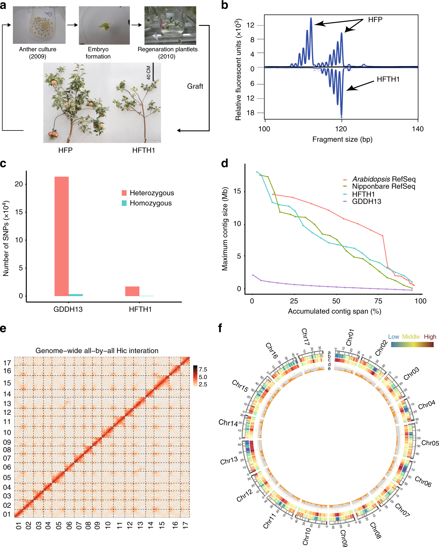 Researchers Sequence Genome of Honeycrisp Apple Cultivar