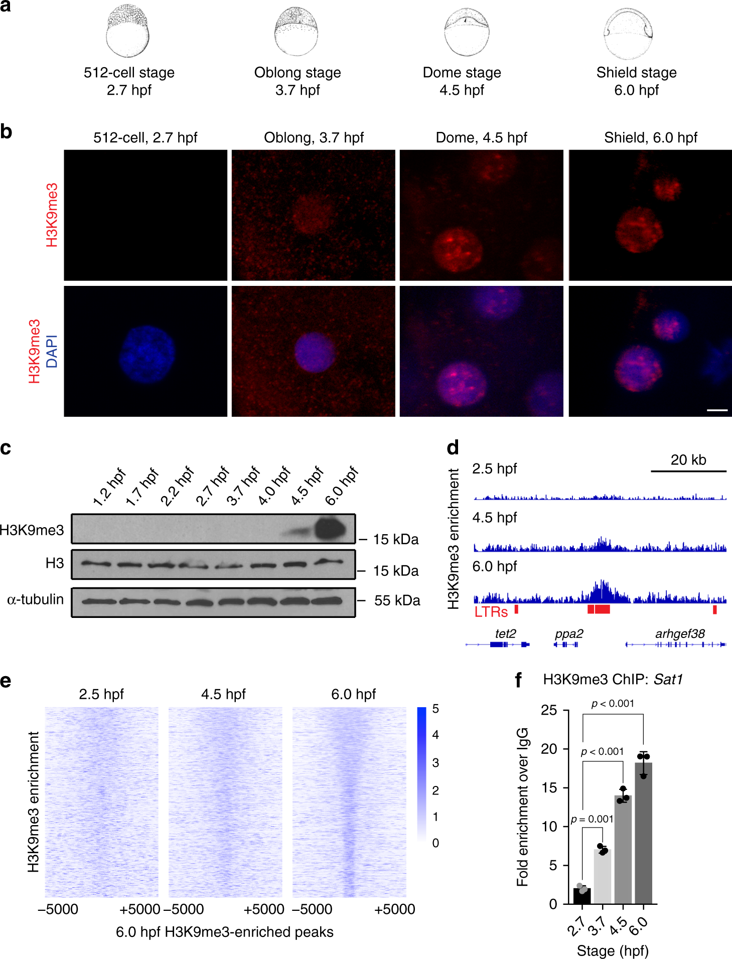 Another Study Implicates Maternal >> The Maternal To Zygotic Transition Regulates Genome Wide Another Study Implicates Maternal >> The Maternal To Zygotic Transition Regulates Genome Wide