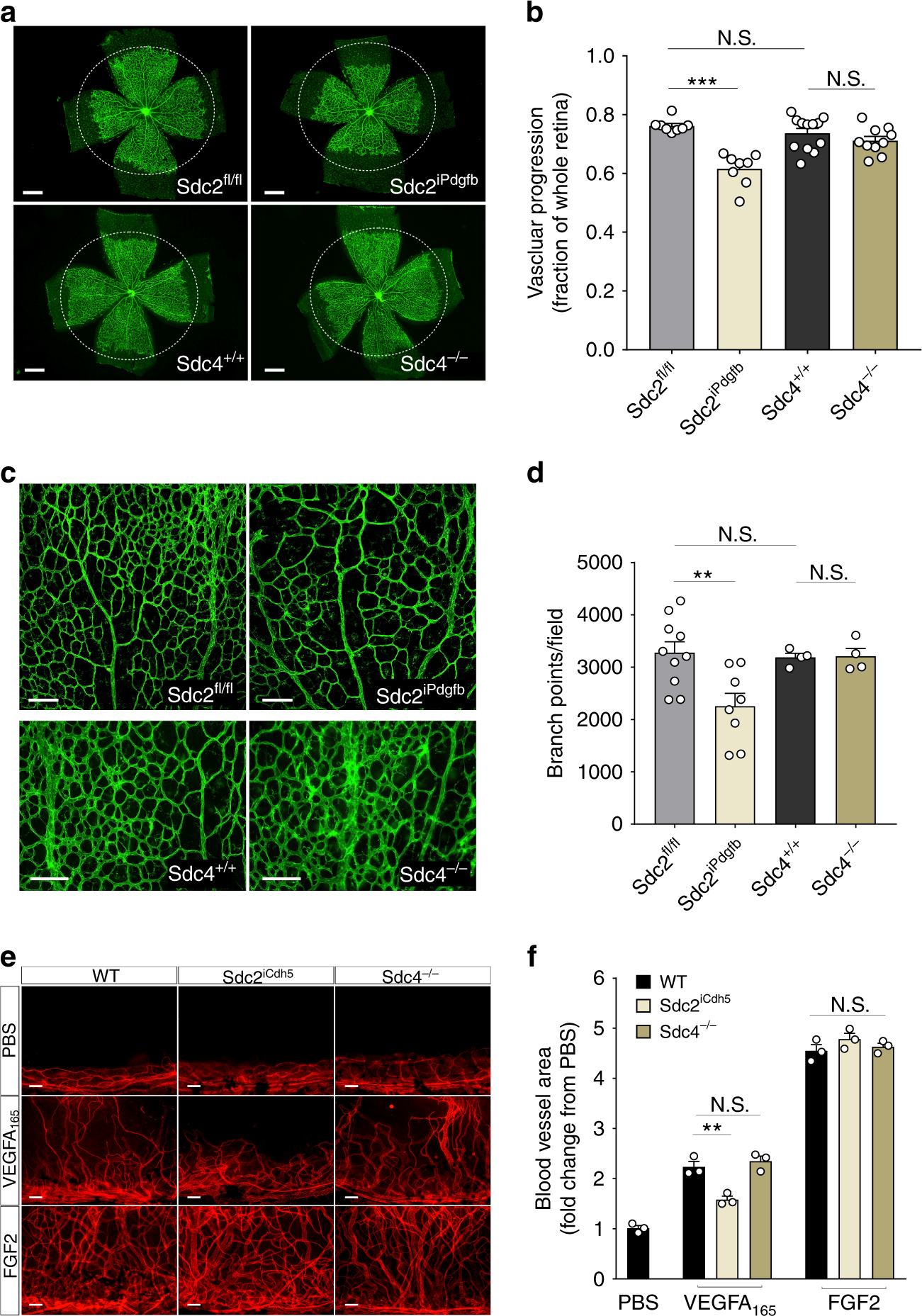 N Terminal Syndecan 2 Domain Selectively Enhances 6 O Heparan Sulfate Chains Sulfation And Promotes Vegfa165 Dependent Neovascularization Nature Communications