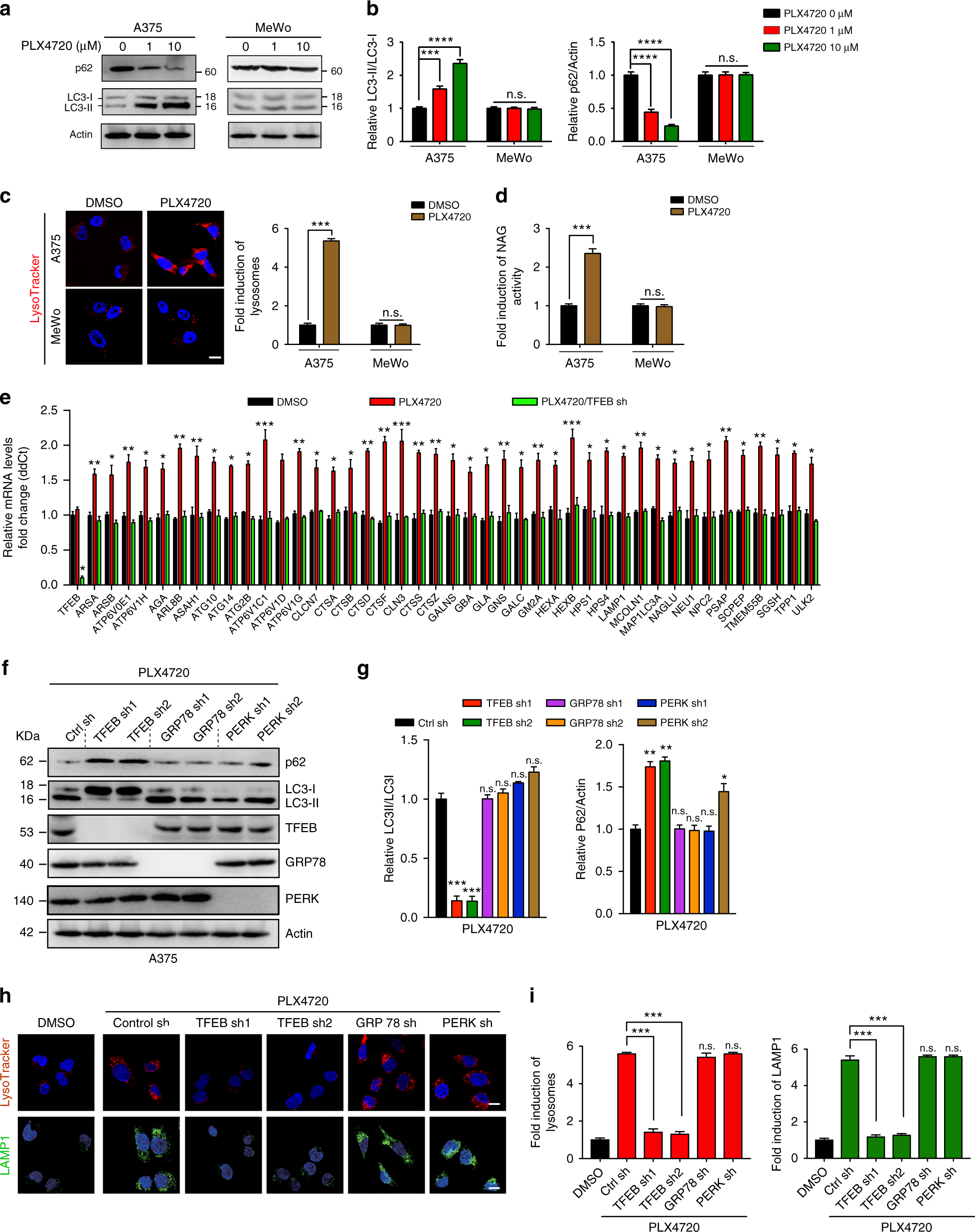 Transcriptional Regulation Of Autophagy Lysosomal Function