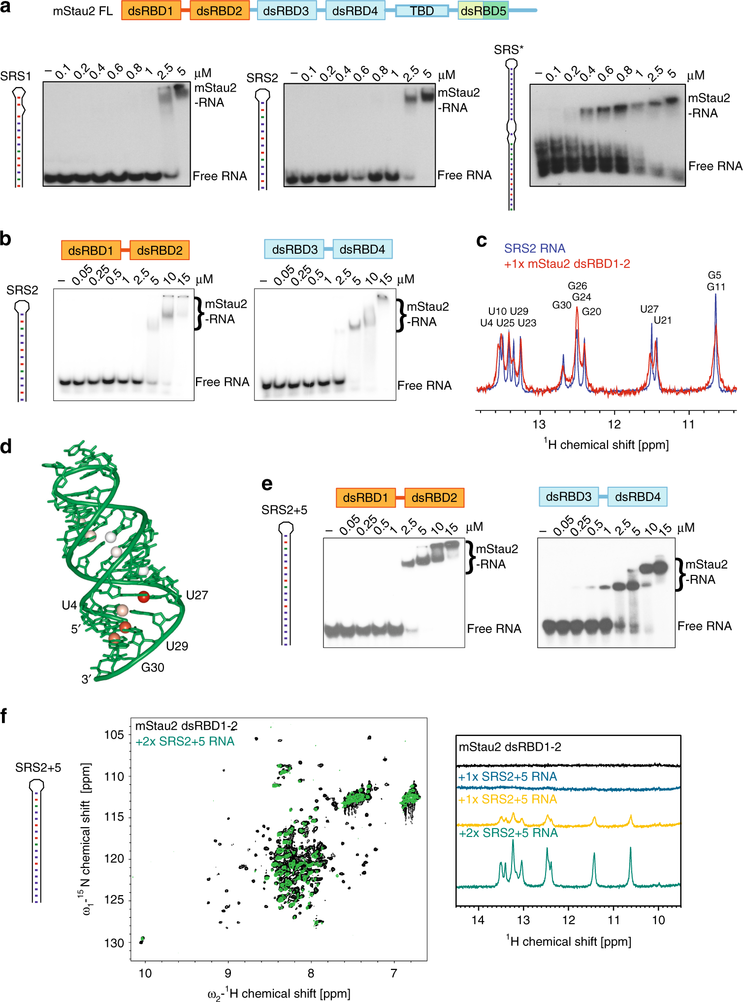 Staufen2-mediated RNA recognition and localization requires combinatorial  action of multiple domains | Nature Communications