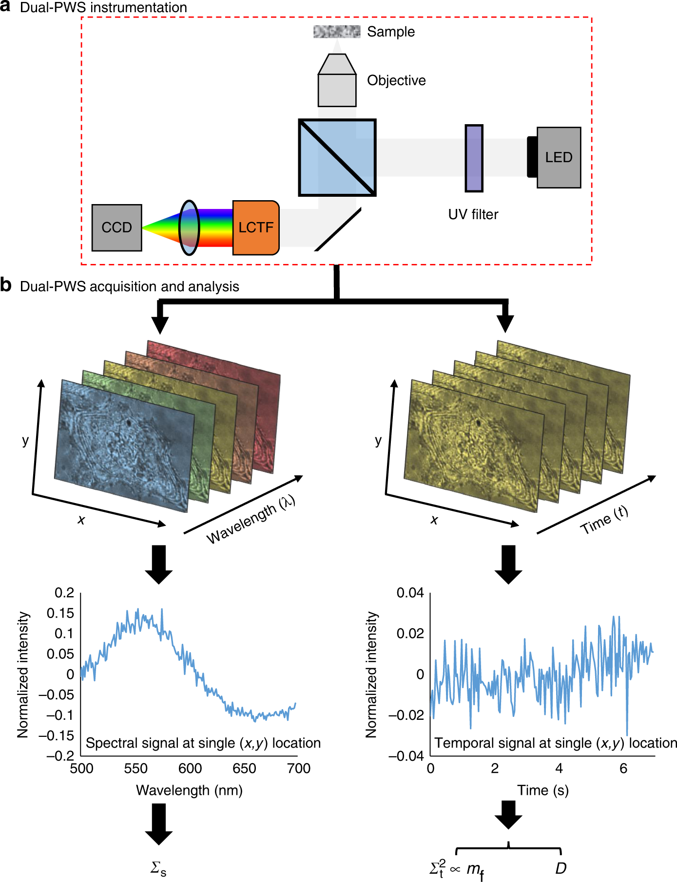 Multimodal Interference Based Imaging Of Nanoscale Structure And Macromolecular Motion Uncovers Uv Induced Cellular Paroxysm Nature Communications