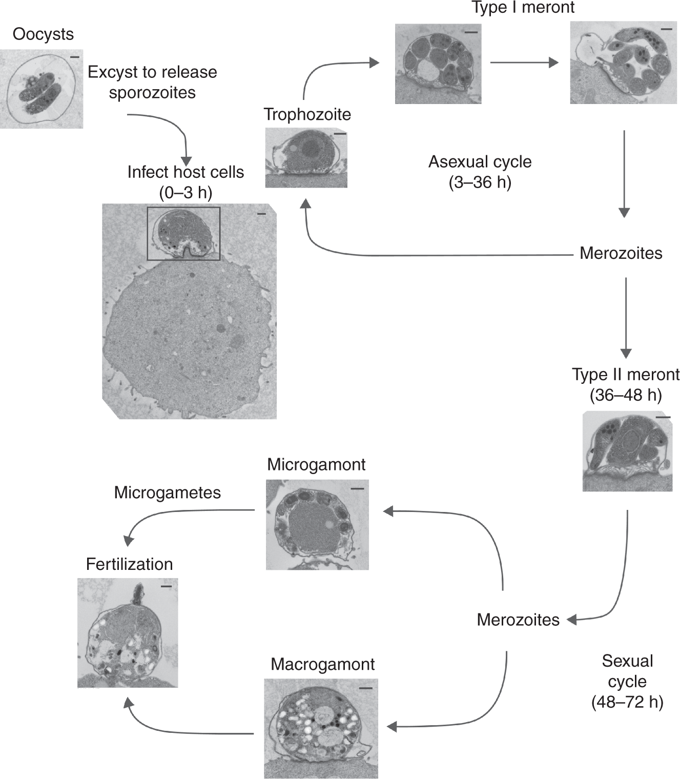 A Suite Of Phenotypic Assays To Ensure Pipeline Diversity When Images, Photos, Reviews