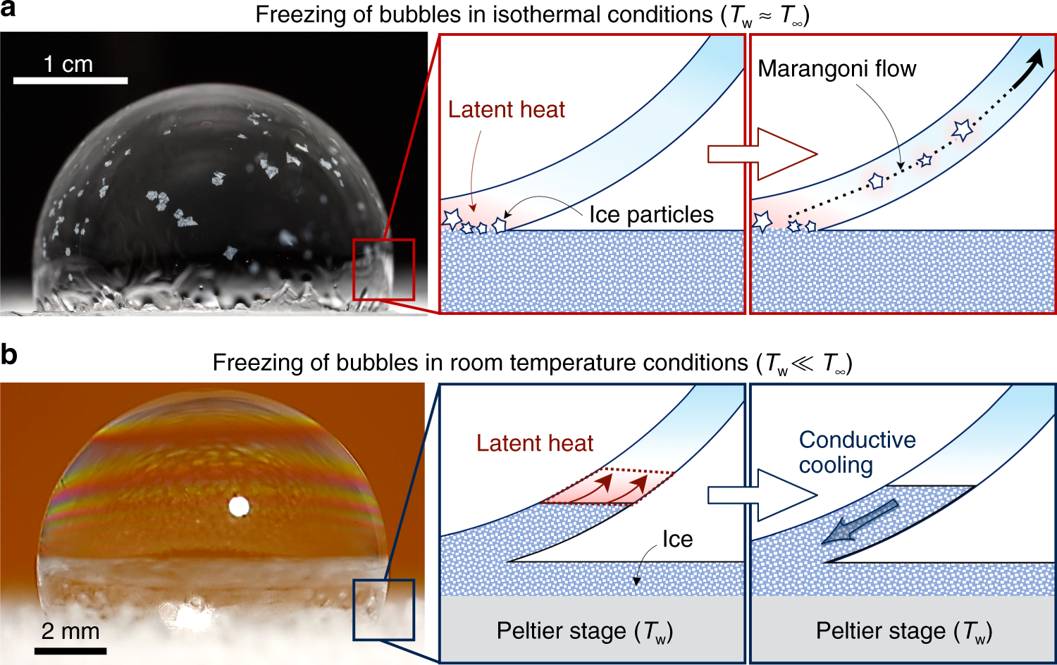 The dynamics of freezing bubbles: a For bubbles                  deposited on an icy substrate contained within an                  isothermal freezer, the freeze front induced local                  heating at the bottom of the bubble. This resulted in a                  Marangoni flow strong enough to detach and entrain                  growing ice crystals, such that the bubble froze from                  multiple=