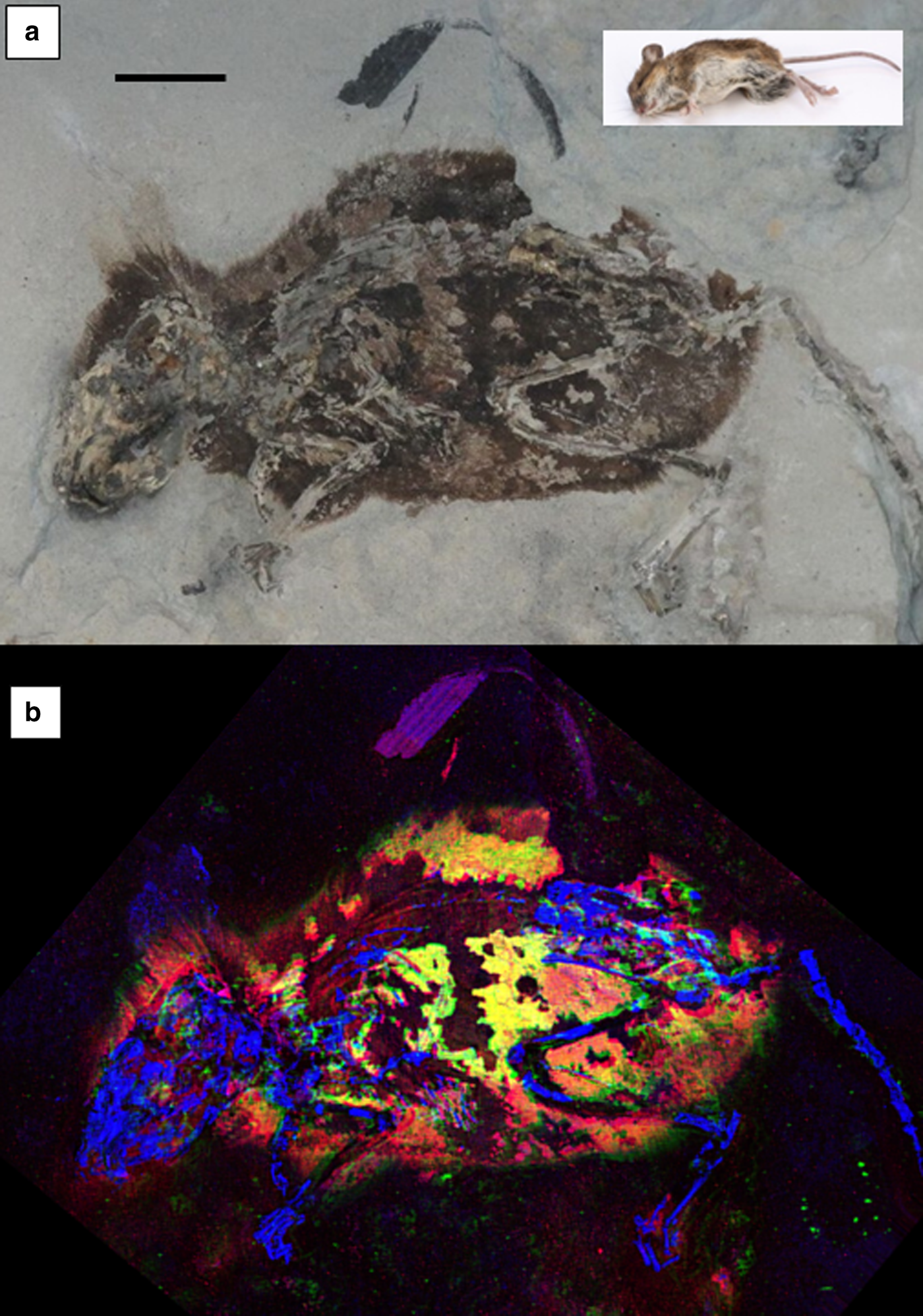 Pheomelanin pigment remnants mapped in fossils of an extinct mammal |  Nature Communications