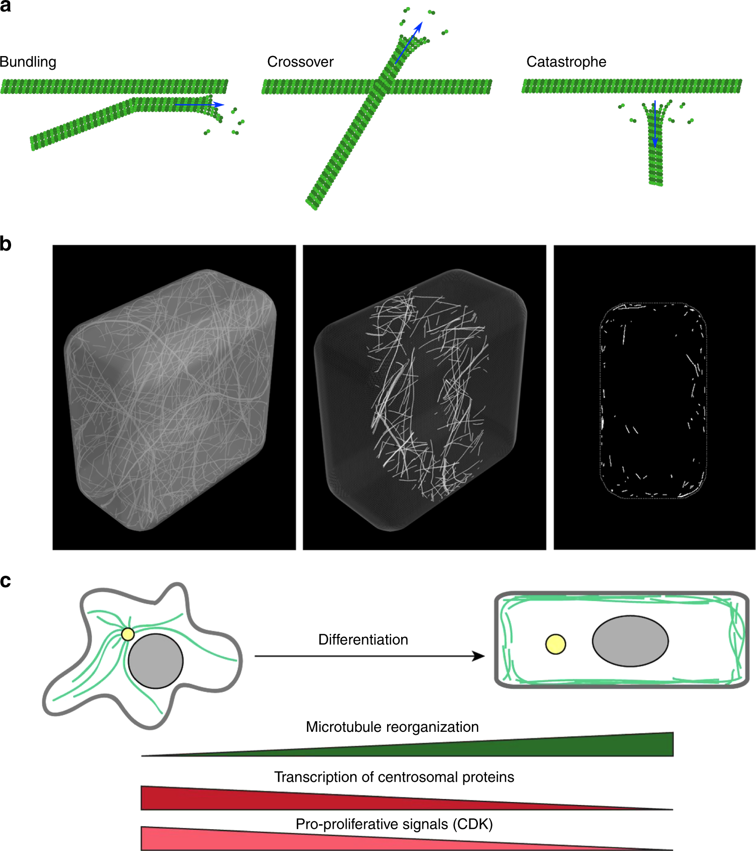 Are microtubules tension sensors? | Nature Communications