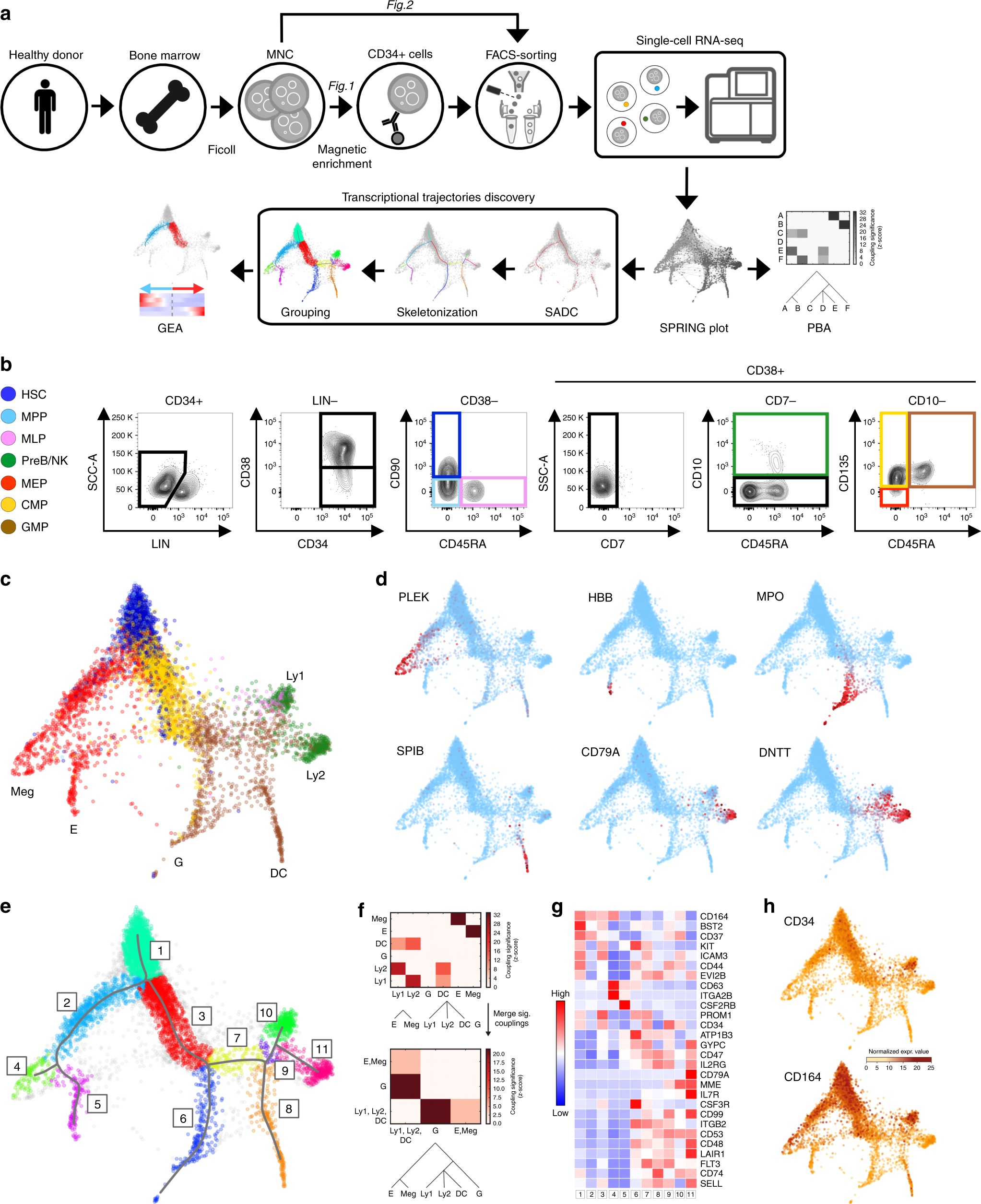 Bd Biosciences Human Cd Marker Chart