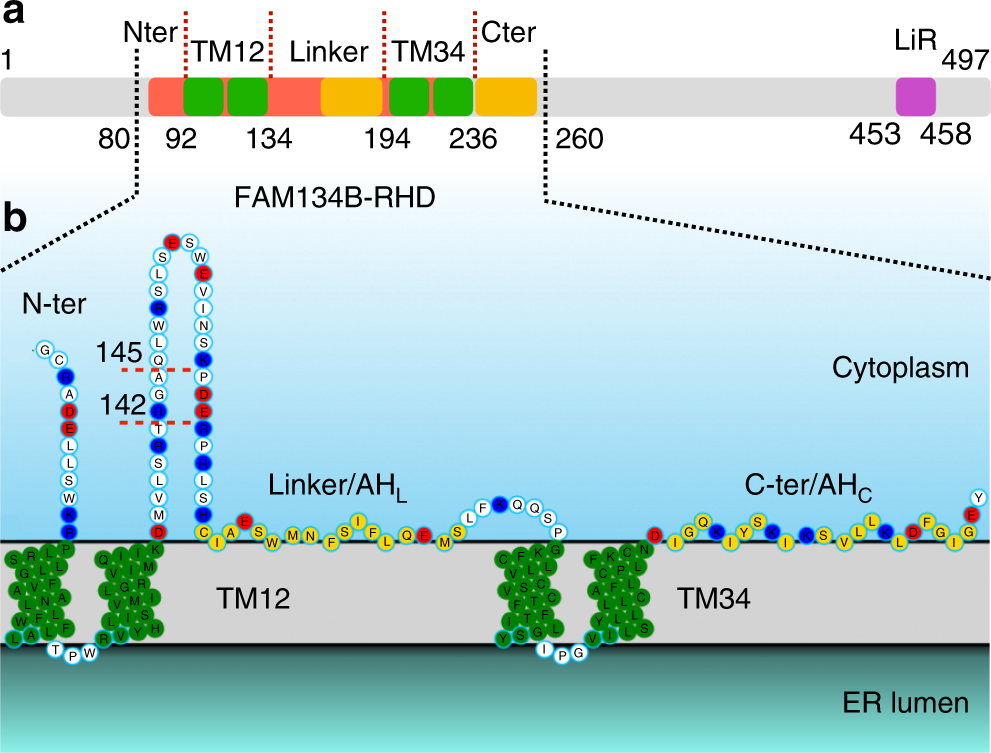 Curvature Induction And Membrane Remodeling By Fam134b Reticulon Homology Domain Assist Selective Er Phagy Nature Communications Curvature Induction And Membrane Remodeling By Fam134b Reticulon Homology Domain Assist Selective Er Phagy Nature Communications