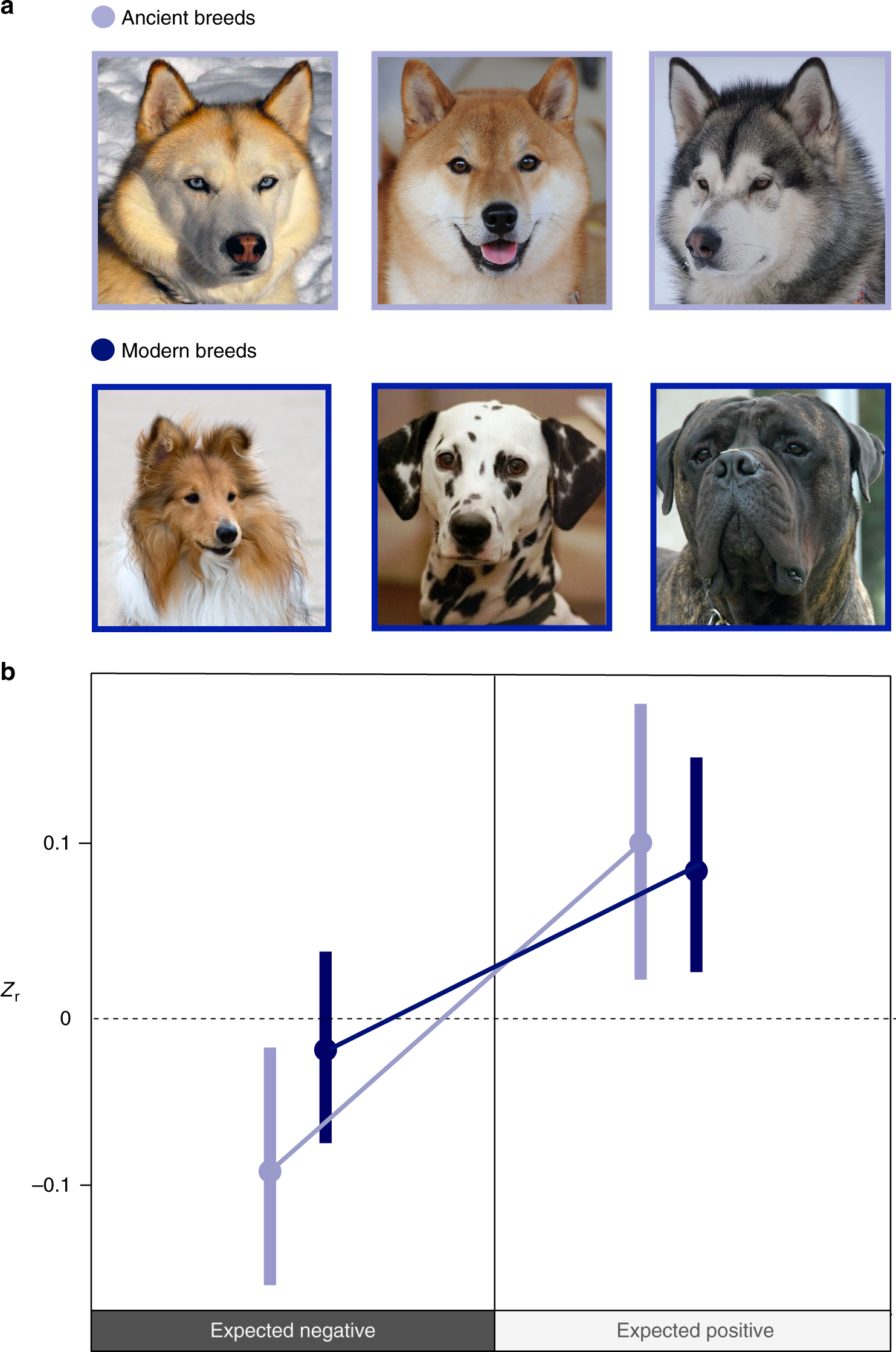 Behavioural correlations of the domestication syndrome are decoupled in  modern dog breeds | Nature Communications