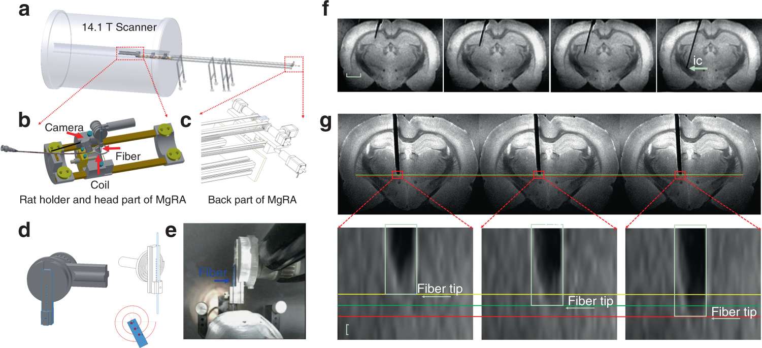 MRI-guided robotic arm drives optogenetic fMRI with concurrent Ca2+  recording | Nature Communications