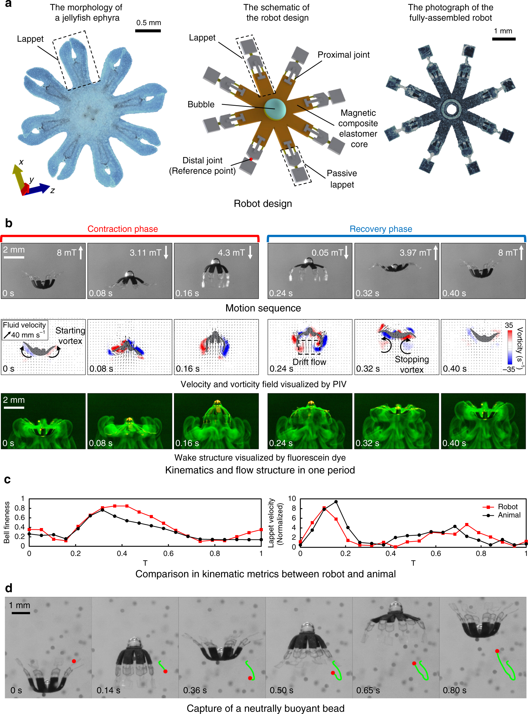 Multi-functional soft-bodied jellyfish-like swimming | Nature Communications